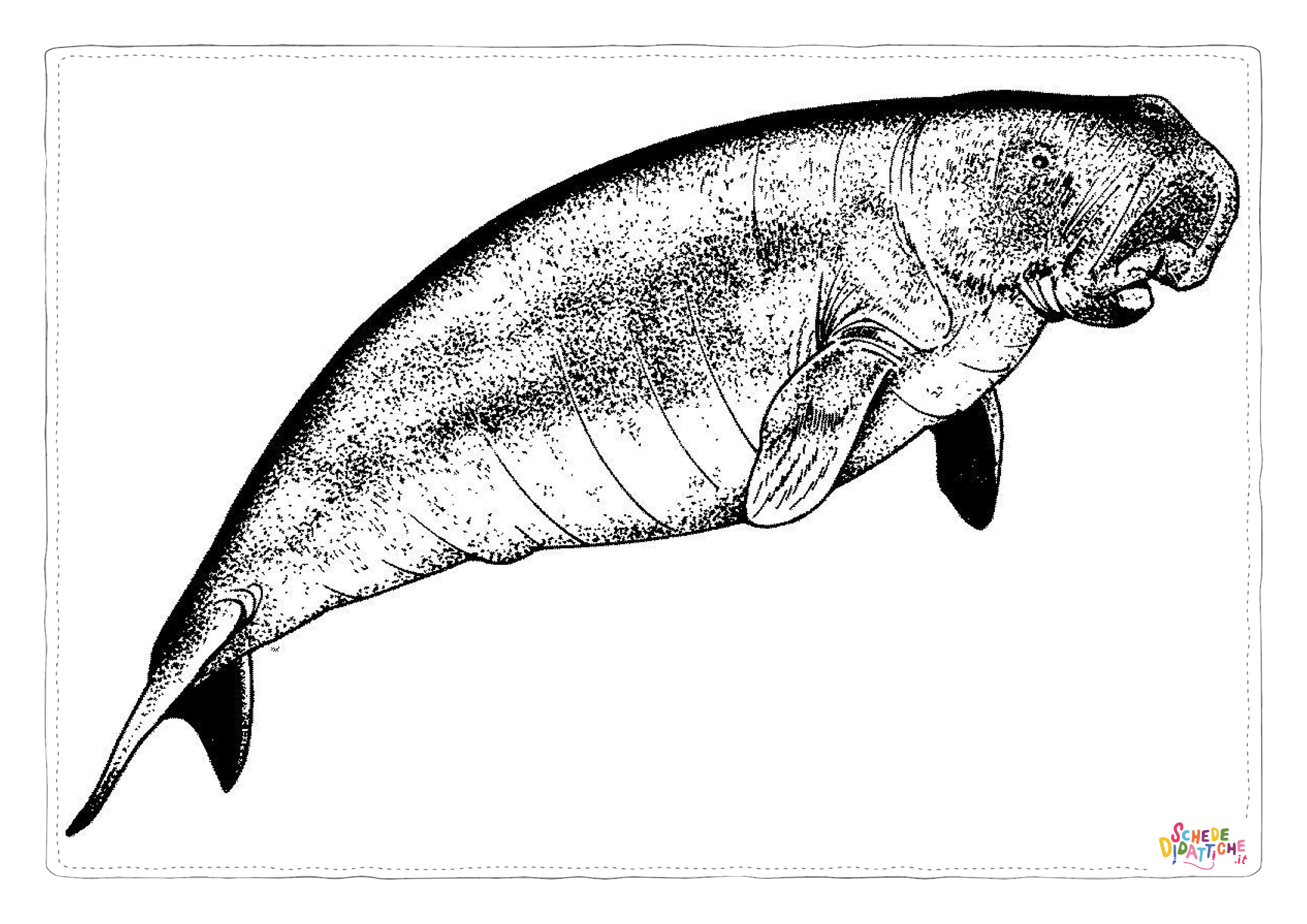 Disegno "Disegno di foca da stampare e colorare 9" Disegno di foca da stampare e colorare 9