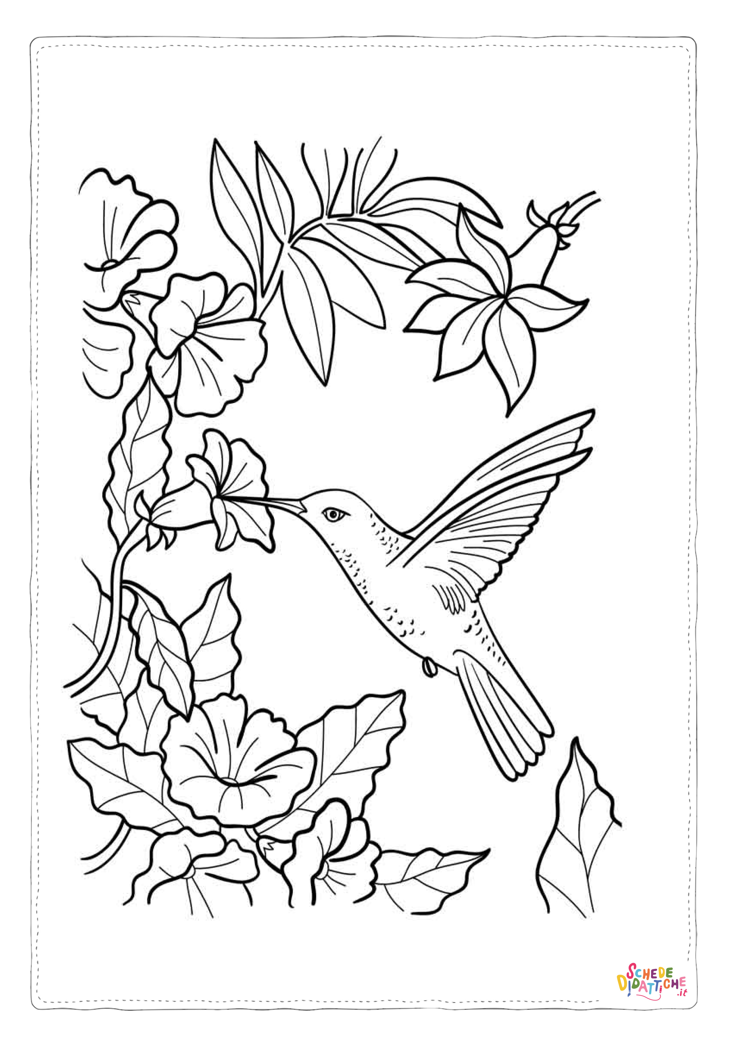 Disegno "Disegno di colibr da stampare e colorare 13" Disegno di colibr da stampare e colorare 13