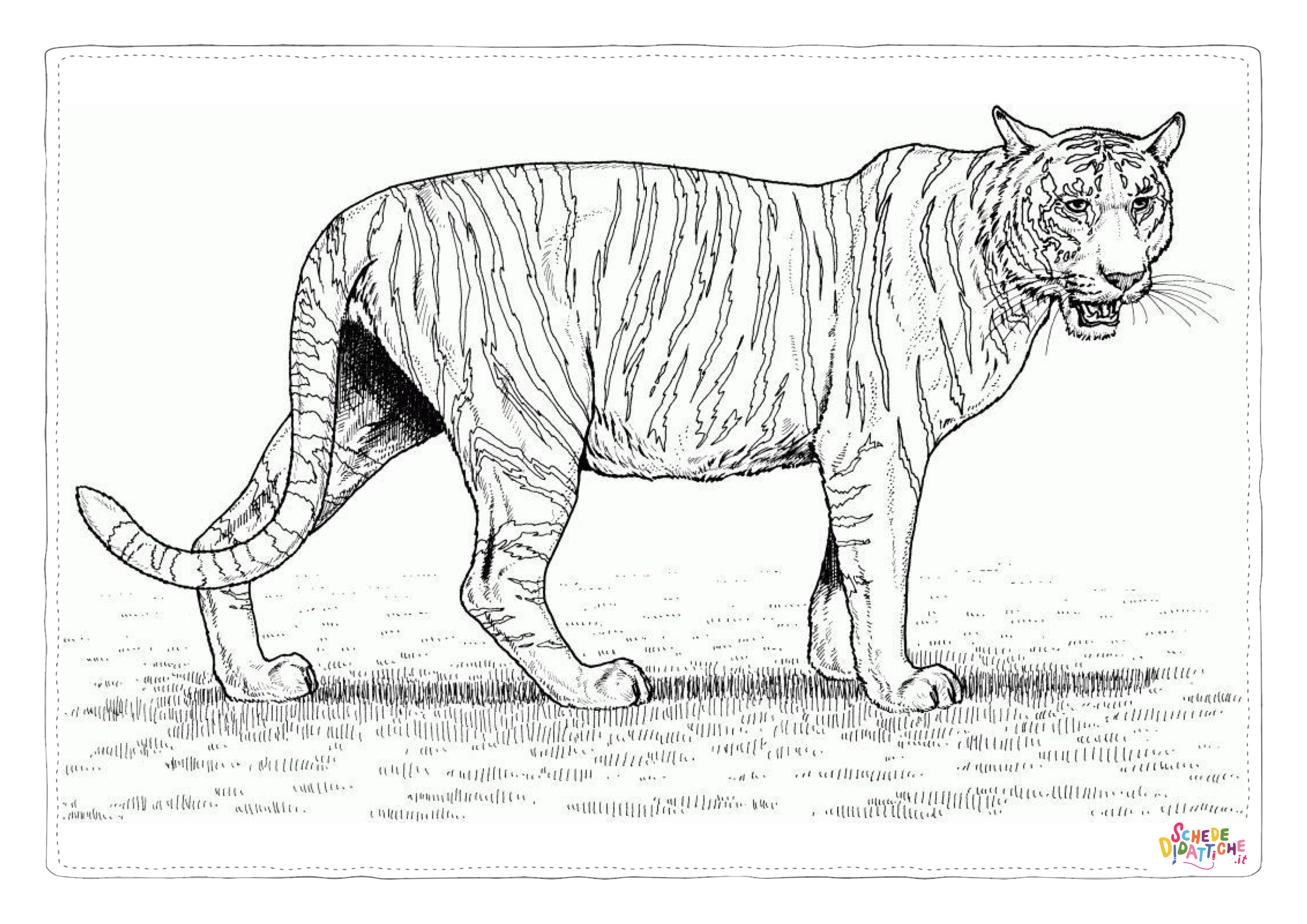 Disegno "Disegno di tigre da stampare e colorare 51" Disegno di tigre da stampare e colorare 51
