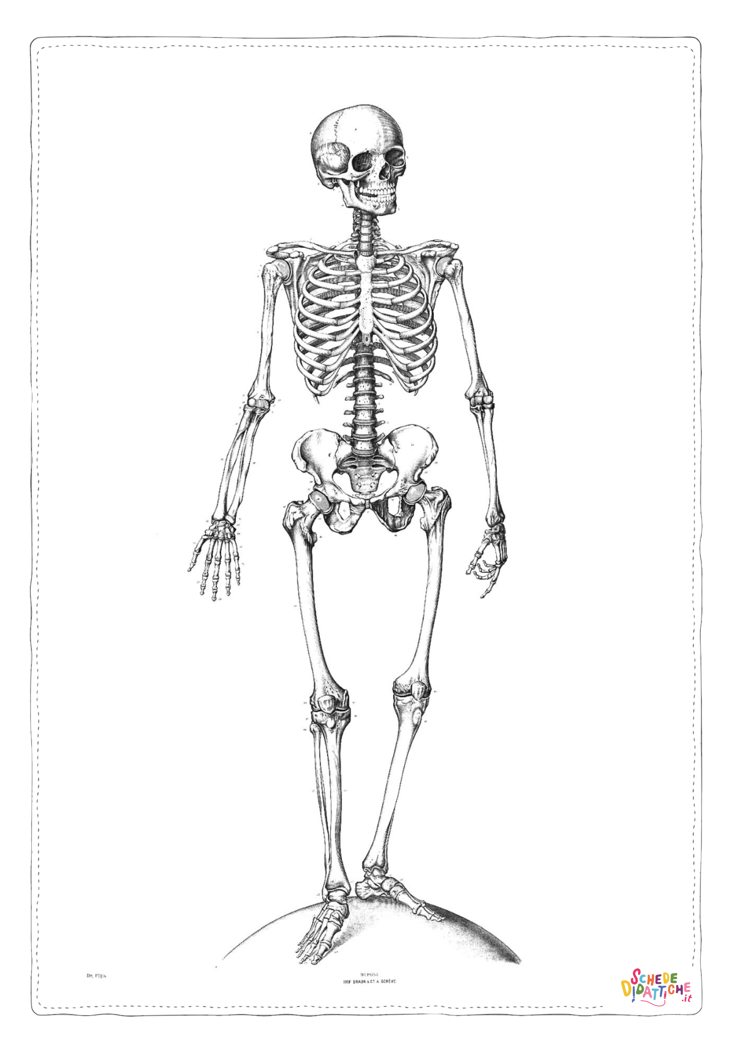 Disegno di parti del corpo da stampare e colorare 9