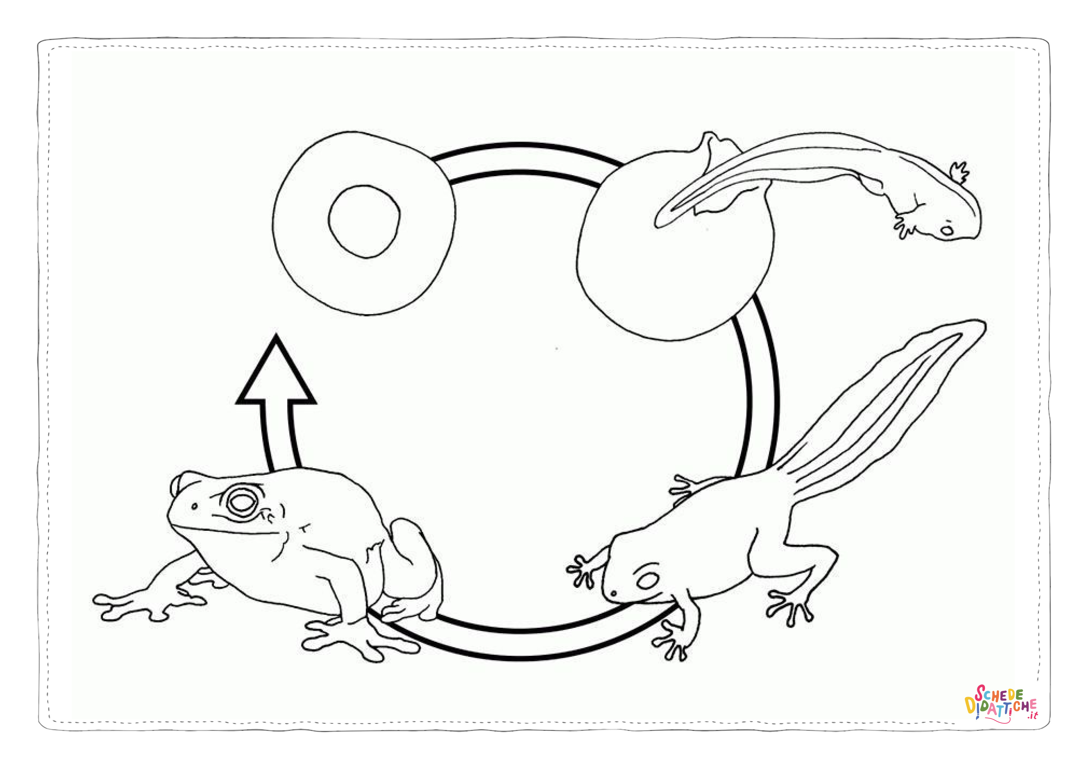 Disegno di rana da stampare e colorare 1