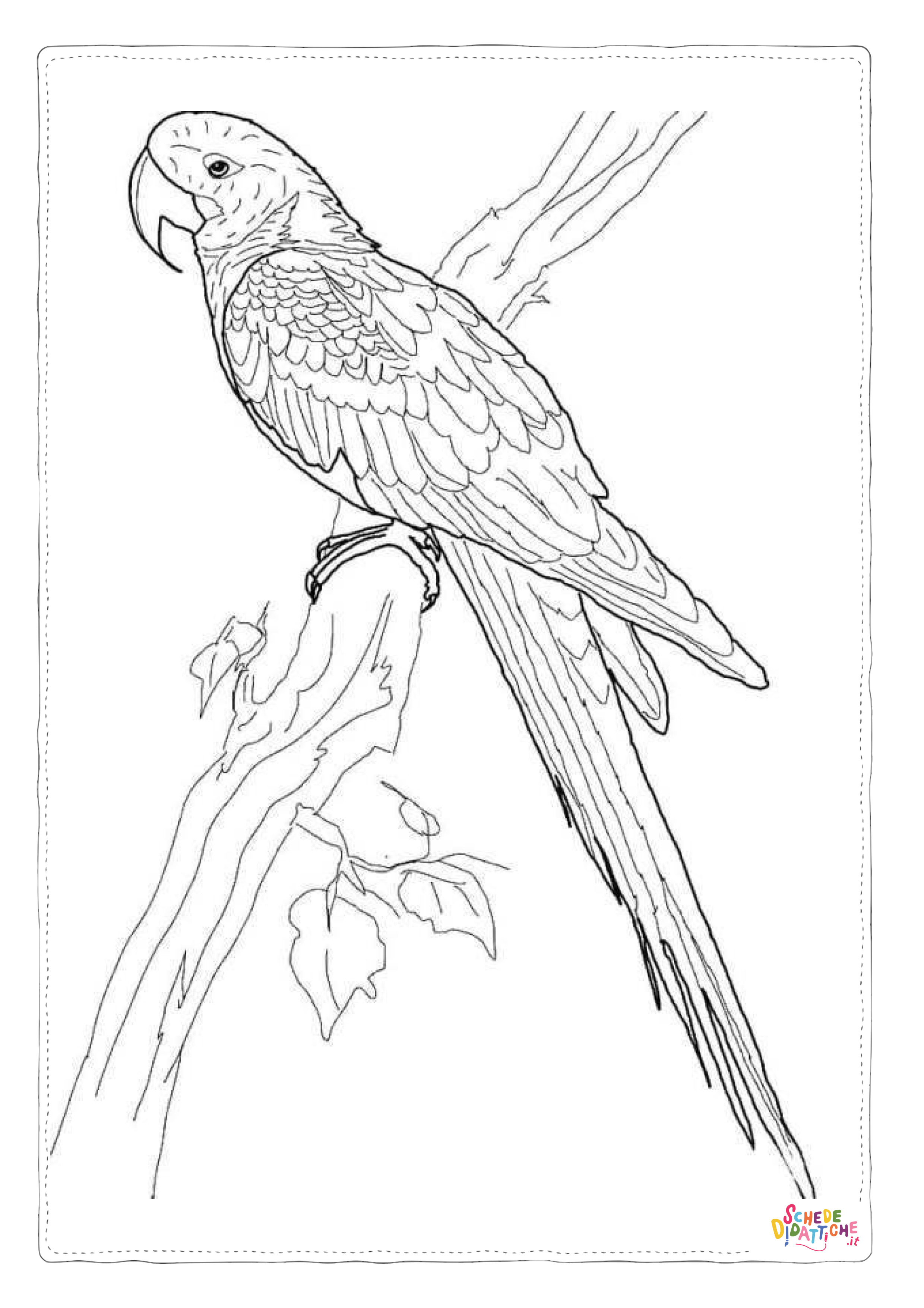 Disegno "Disegno di pappagallo da stampare e colorare 151" Disegno di pappagallo da stampare e colorare 151