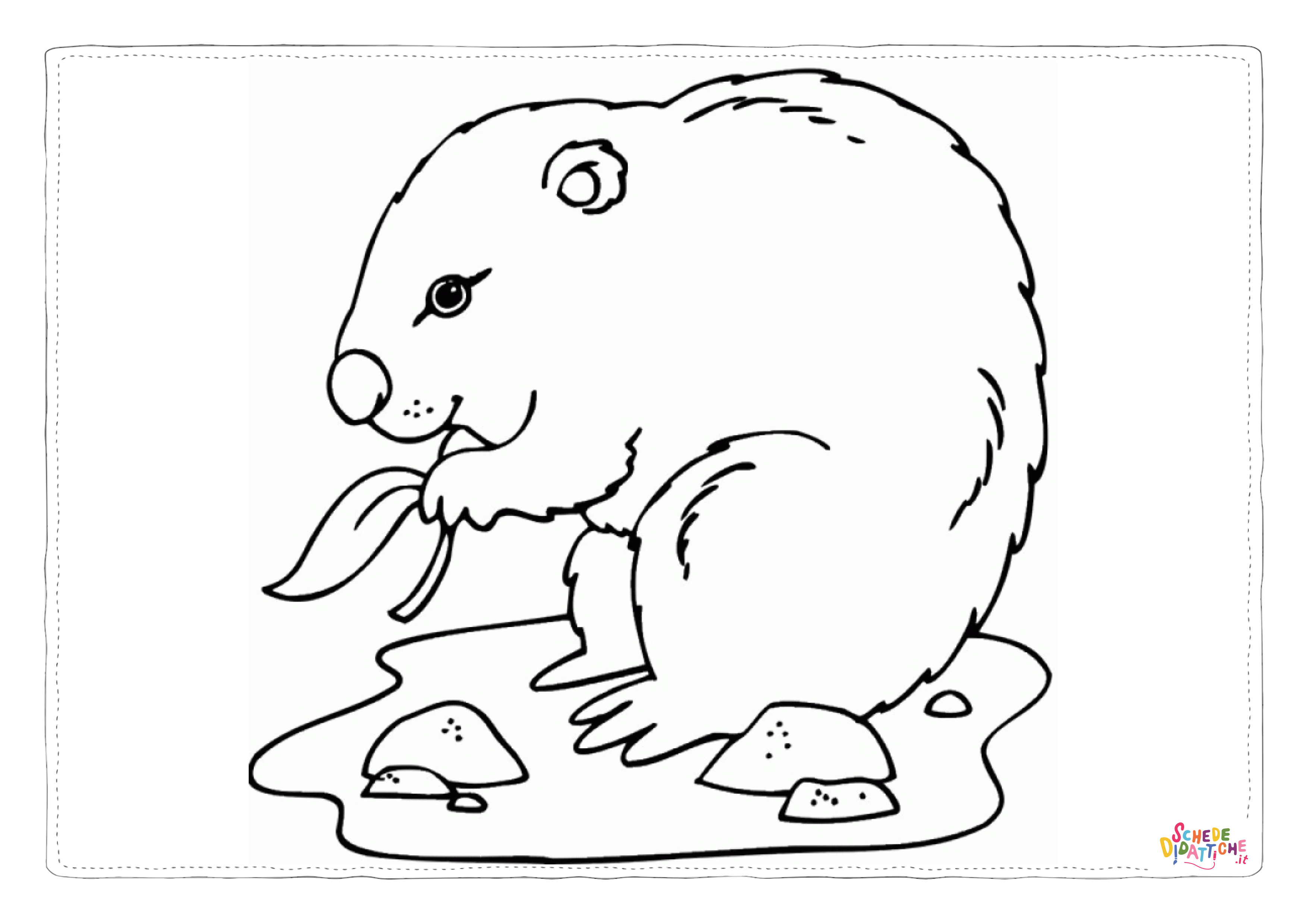 Disegno "Disegno di marmotta da stampare e colorare 5" Disegno di marmotta da stampare e colorare 5
