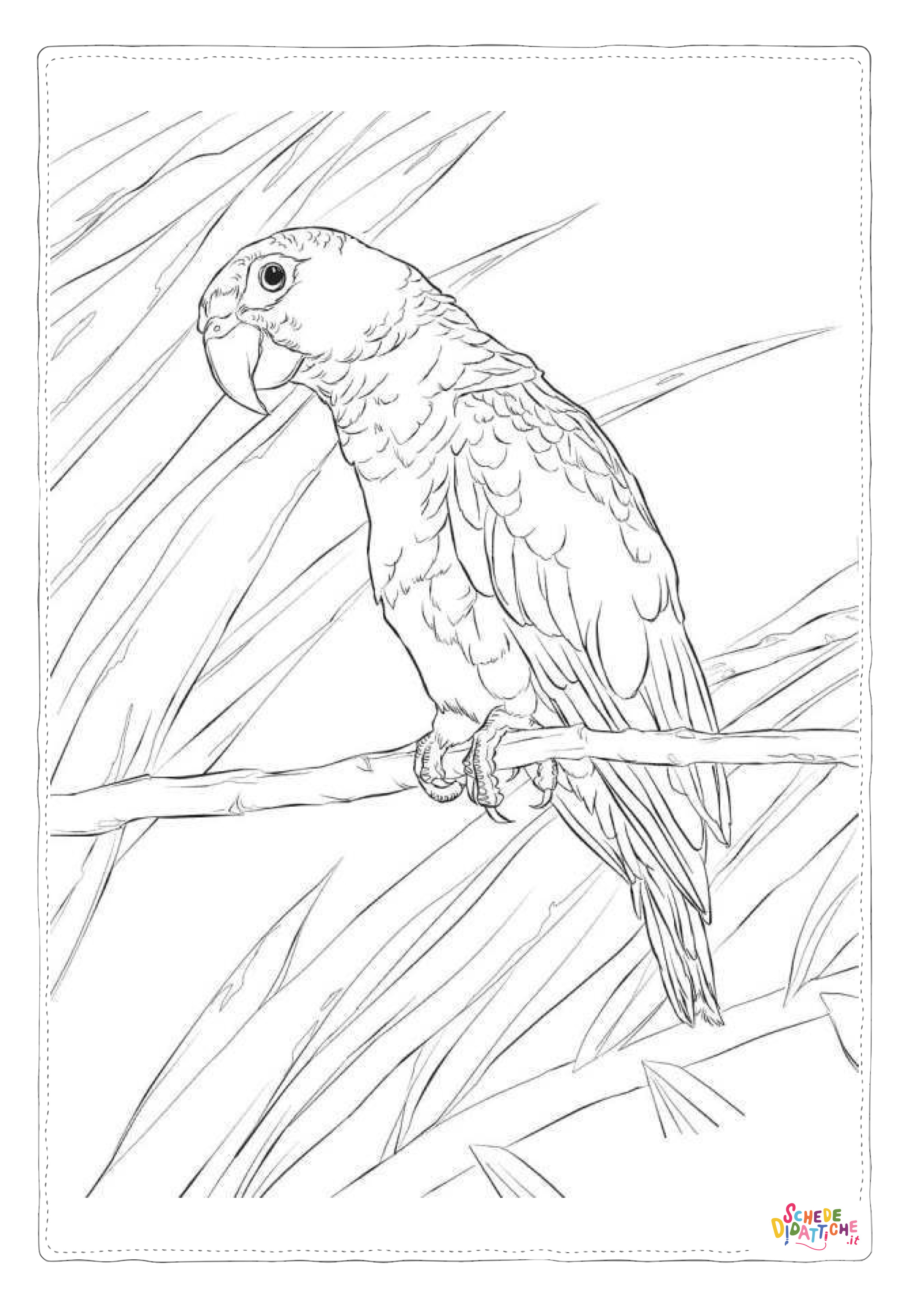 Disegno "Disegno di pappagallo da stampare e colorare 146" Disegno di pappagallo da stampare e colorare 146