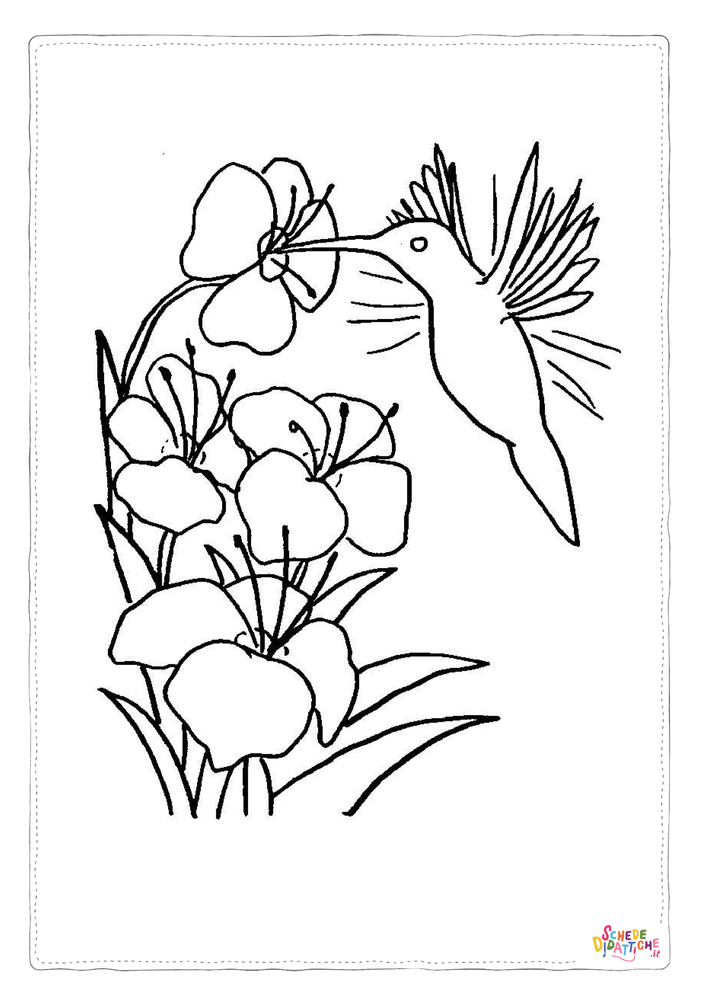 Disegno "Disegno di colibr da stampare e colorare 19" Disegno di colibr da stampare e colorare 19