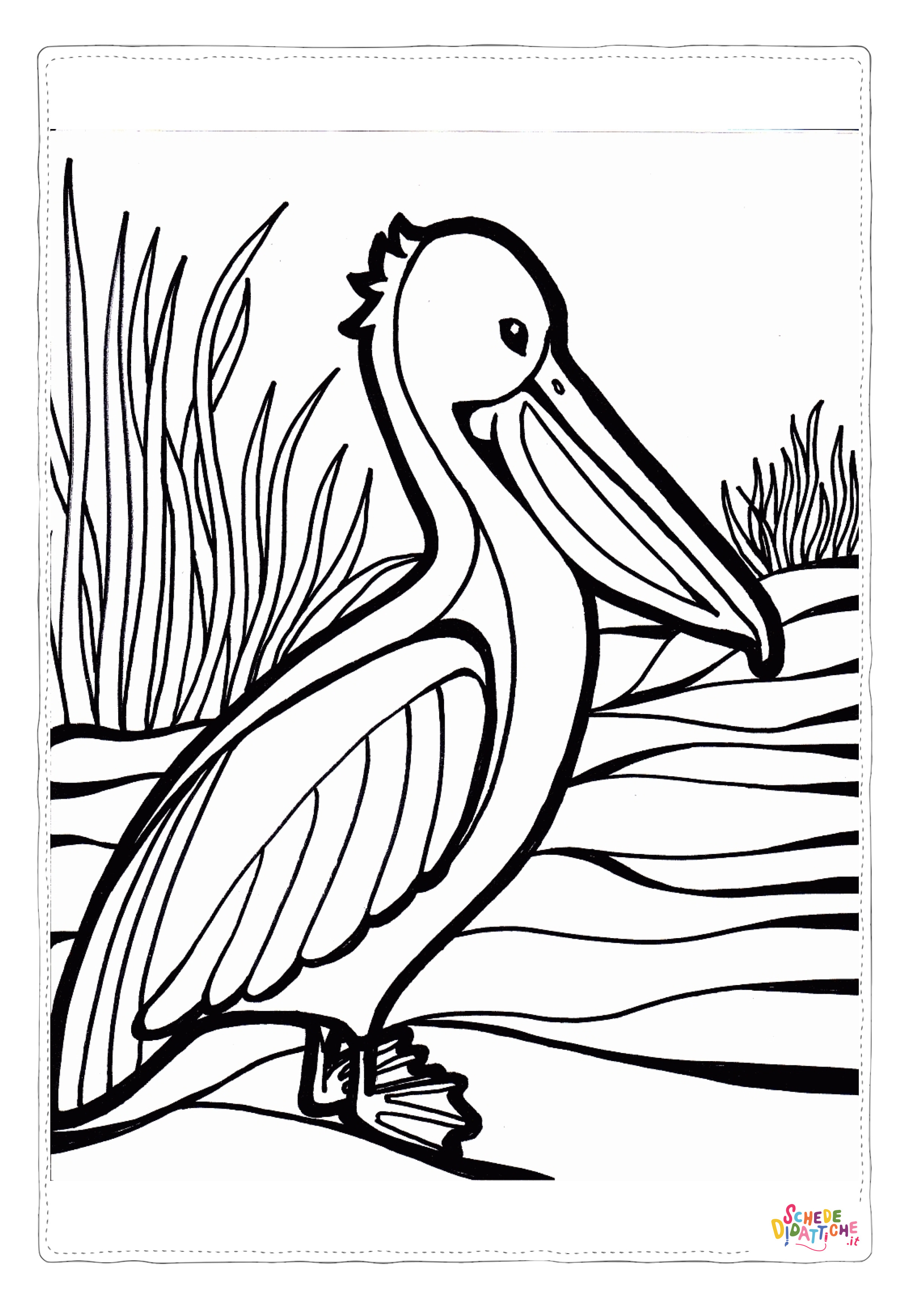 Disegno di pellicano da stampare e colorare 8
