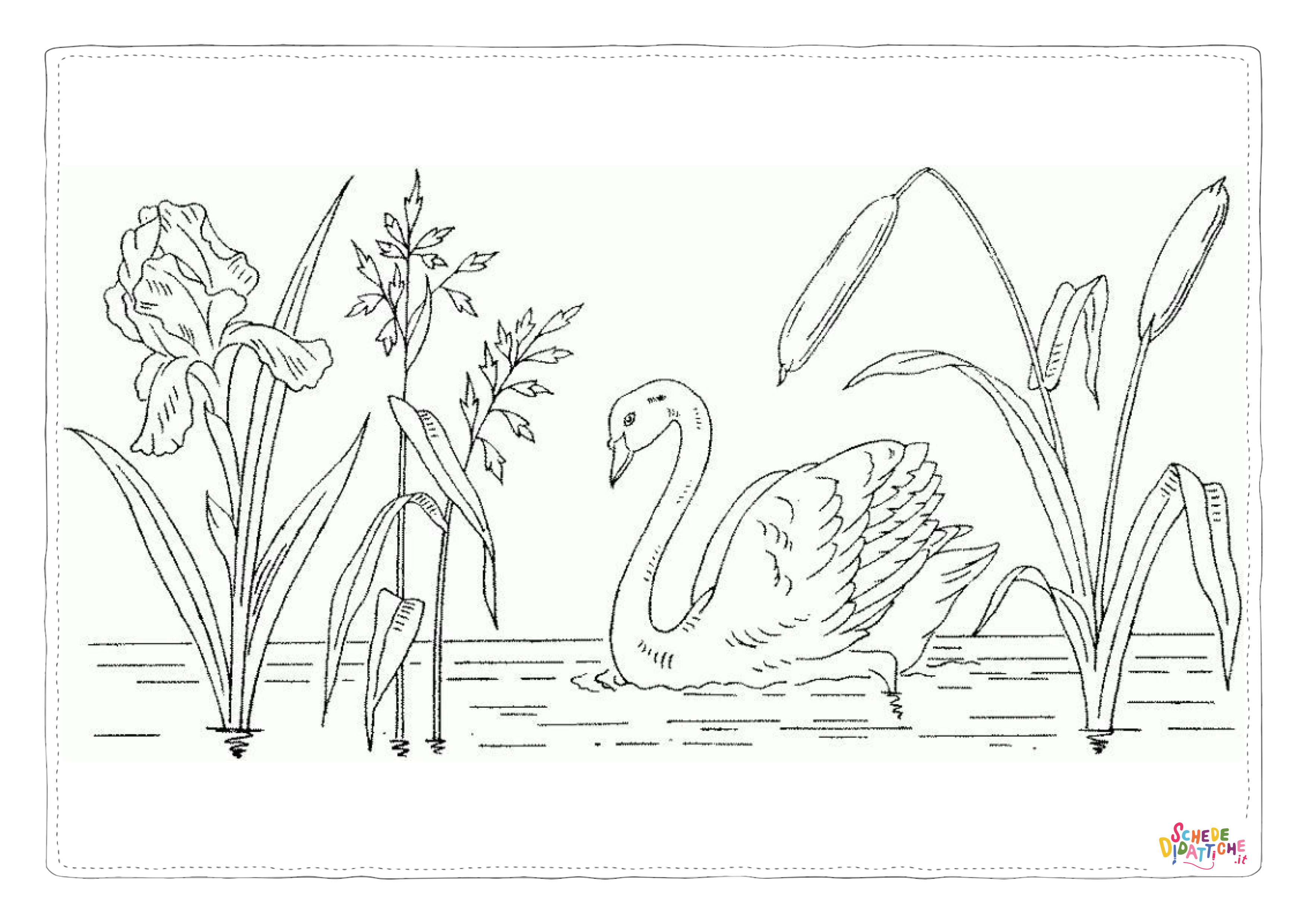 Disegno "Disegno di cigno da stampare e colorare 20" Disegno di cigno da stampare e colorare 20