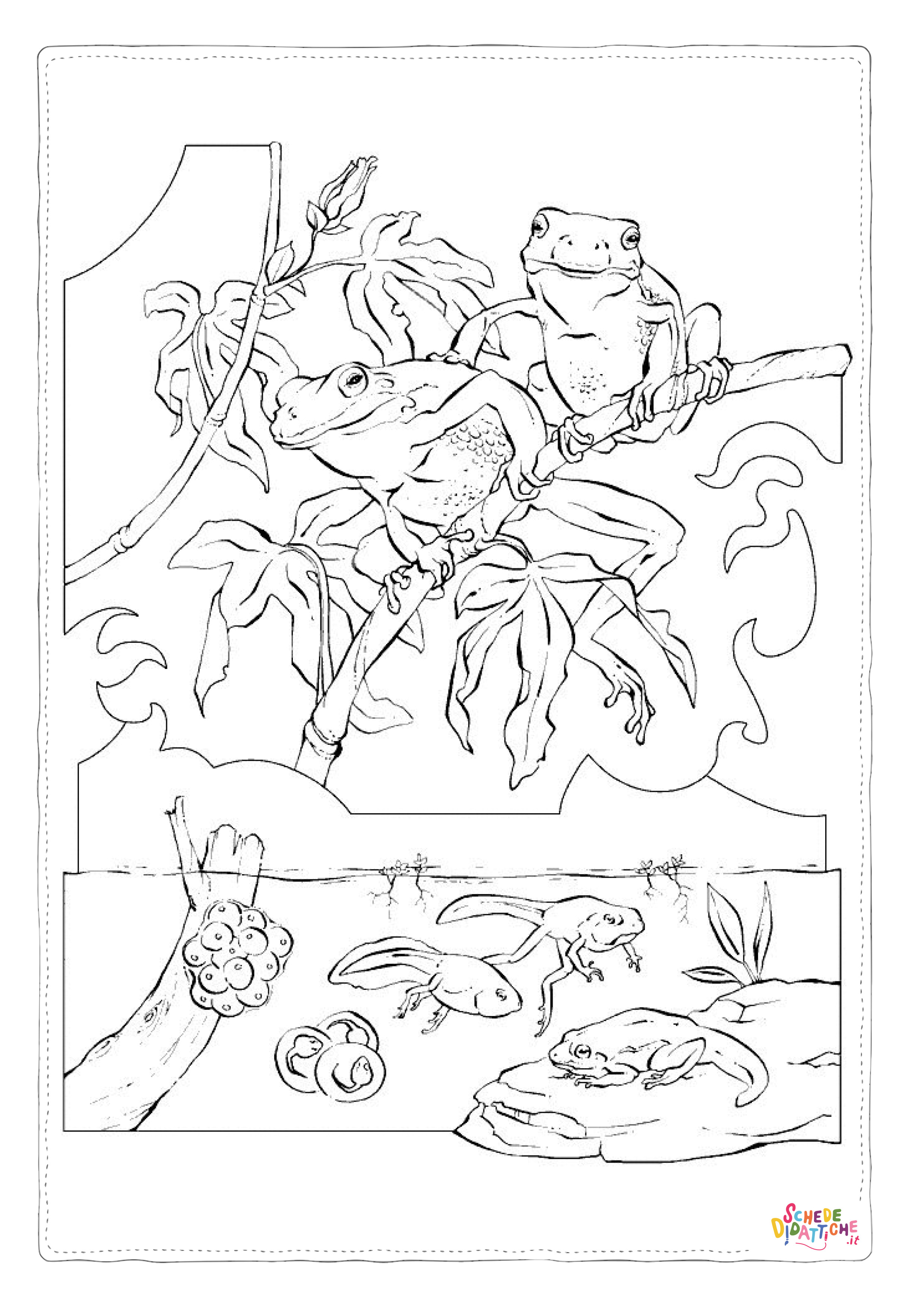 Disegno "Disegno di rana da stampare e colorare 48" Disegno di rana da stampare e colorare 48