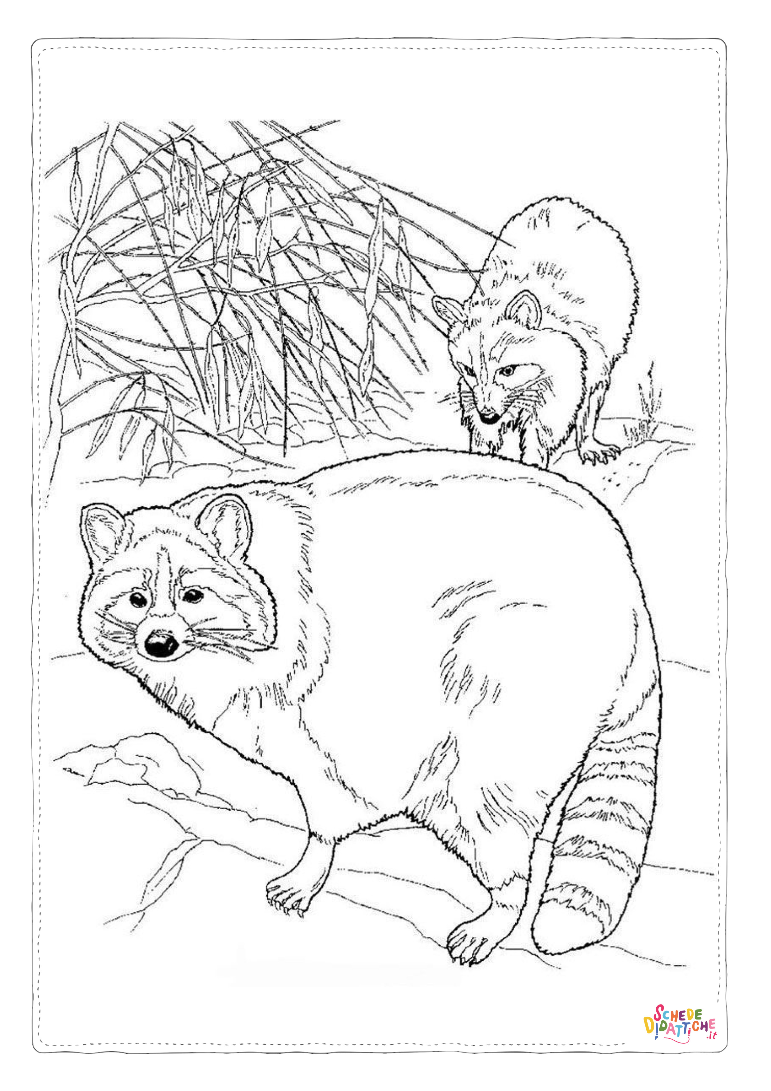 Disegno "Disegno di procione da stampare e colorare 21" Disegno di procione da stampare e colorare 21