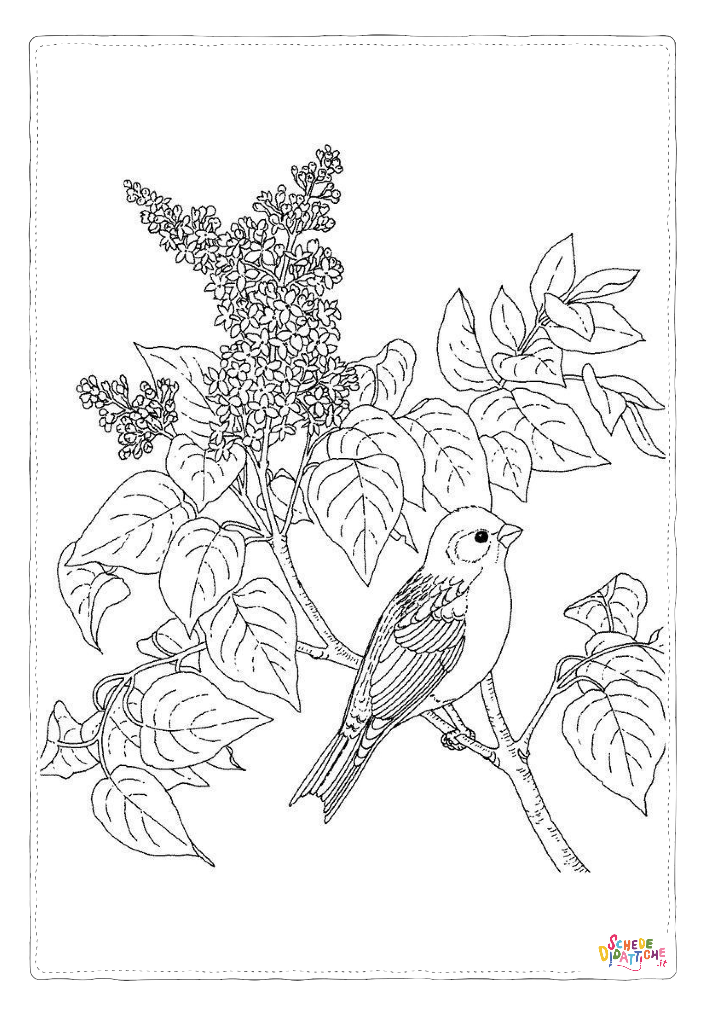 Disegno di uccello da stampare e colorare 46
