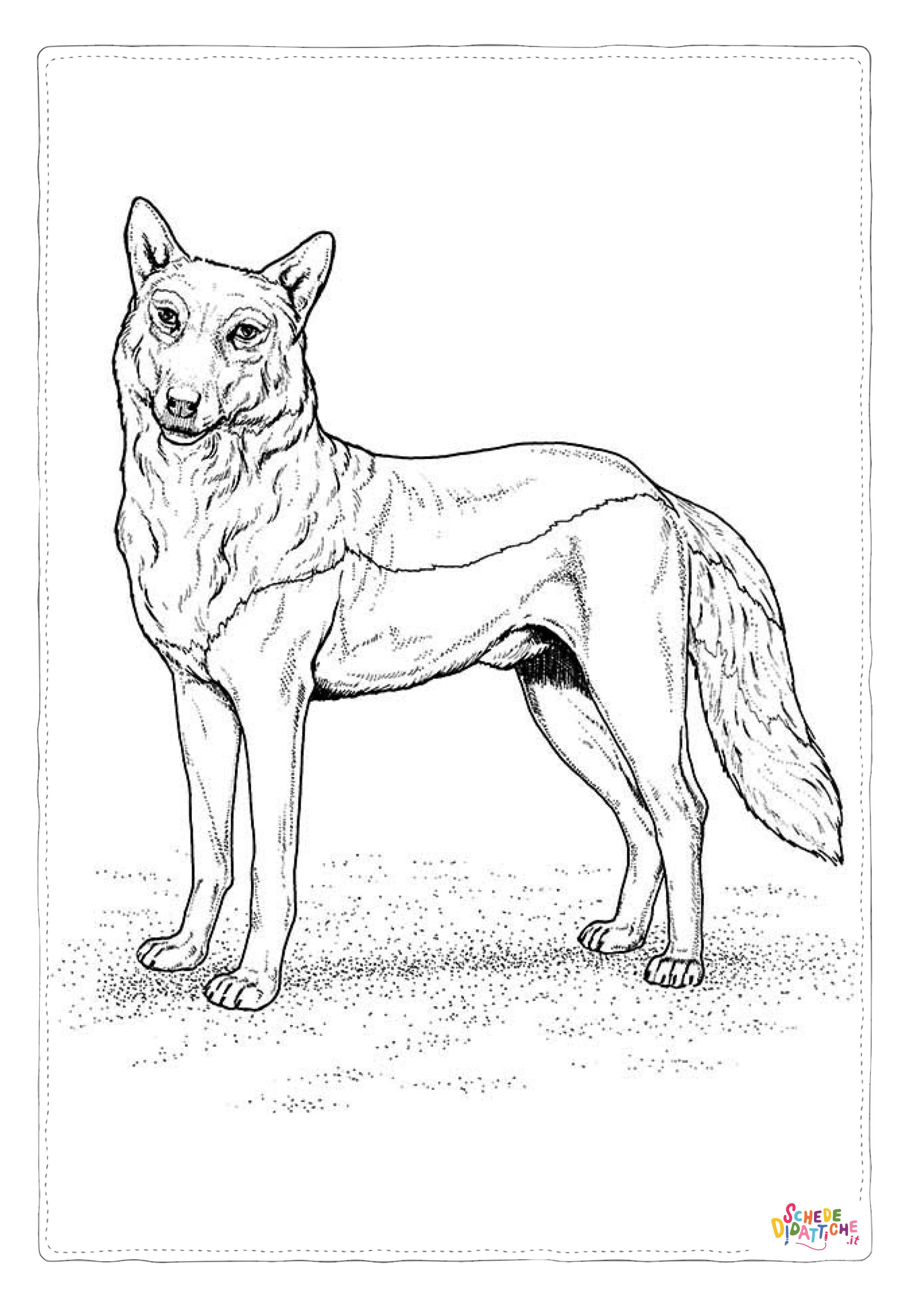 Disegno di lupo da stampare e colorare 35