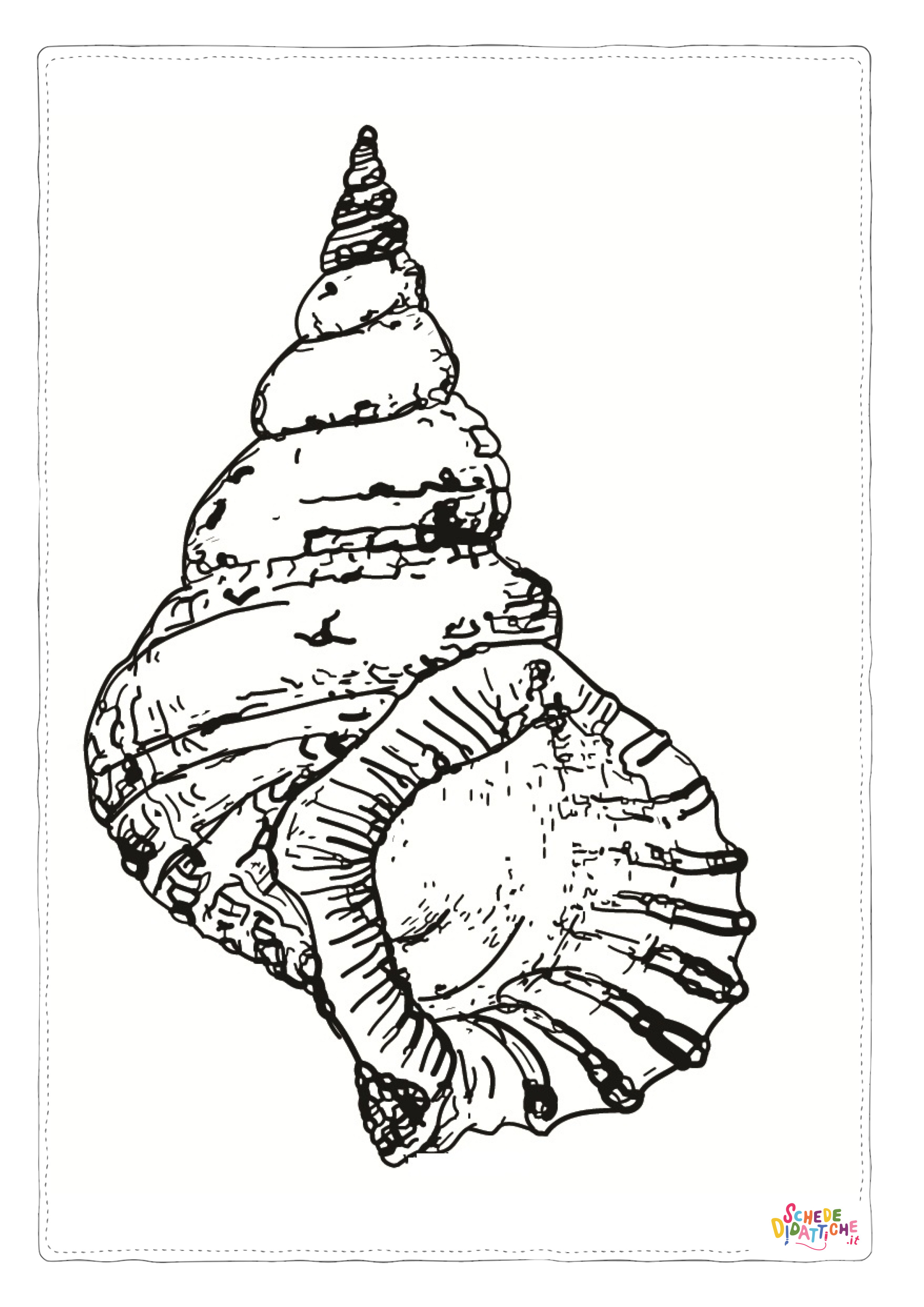 Disegno di conchiglia da stampare e colorare 15