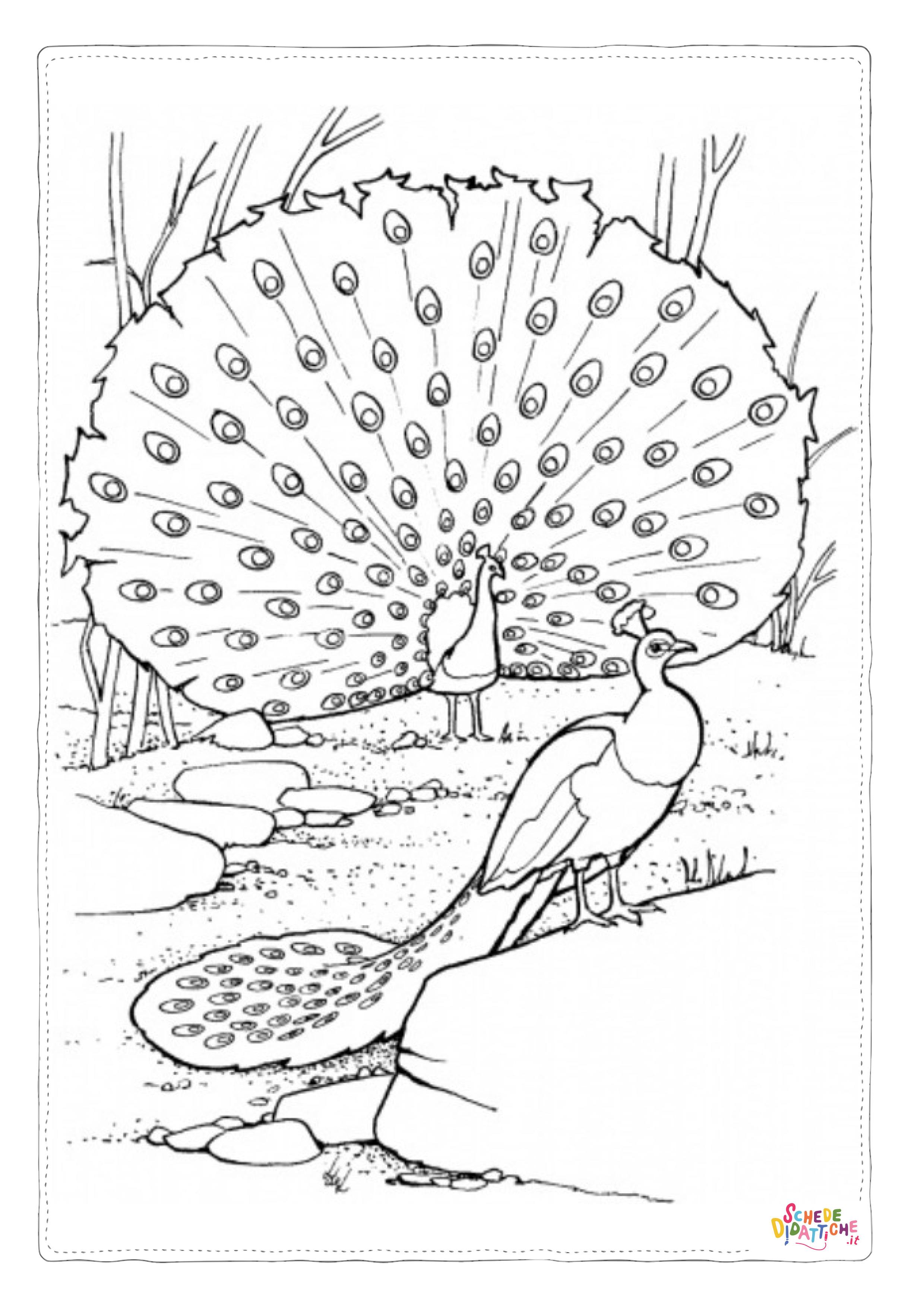 Disegno "Disegno di pavone da stampare e colorare 22" Disegno di pavone da stampare e colorare 22