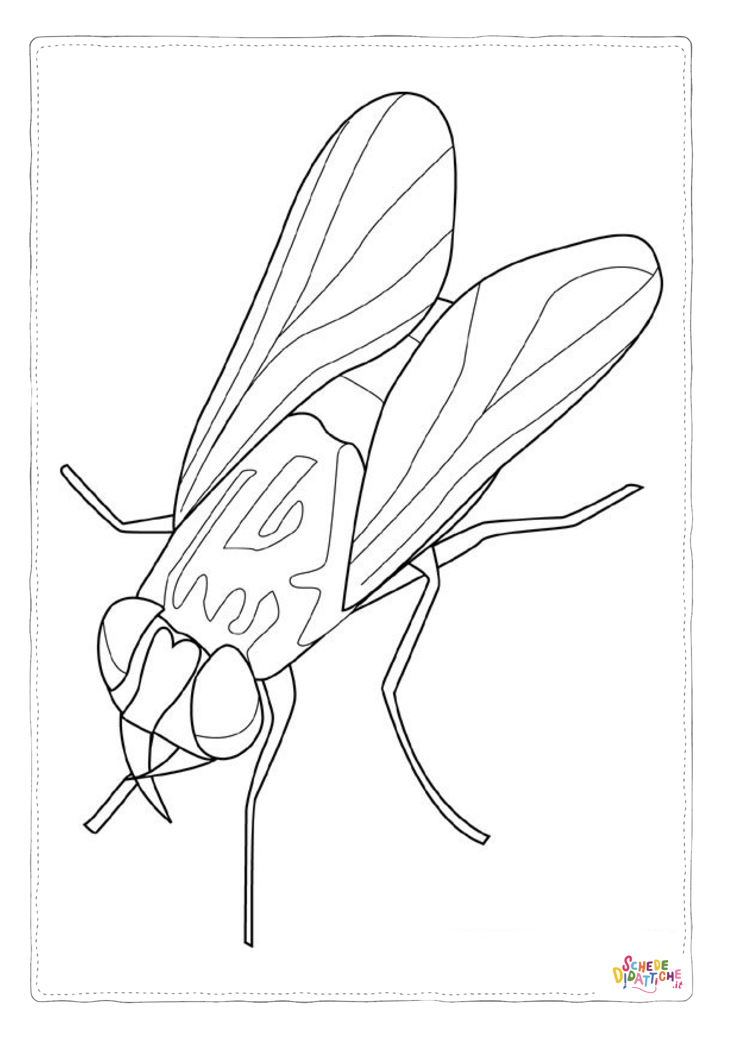 Disegno di mosca domestica da stampare e colorare