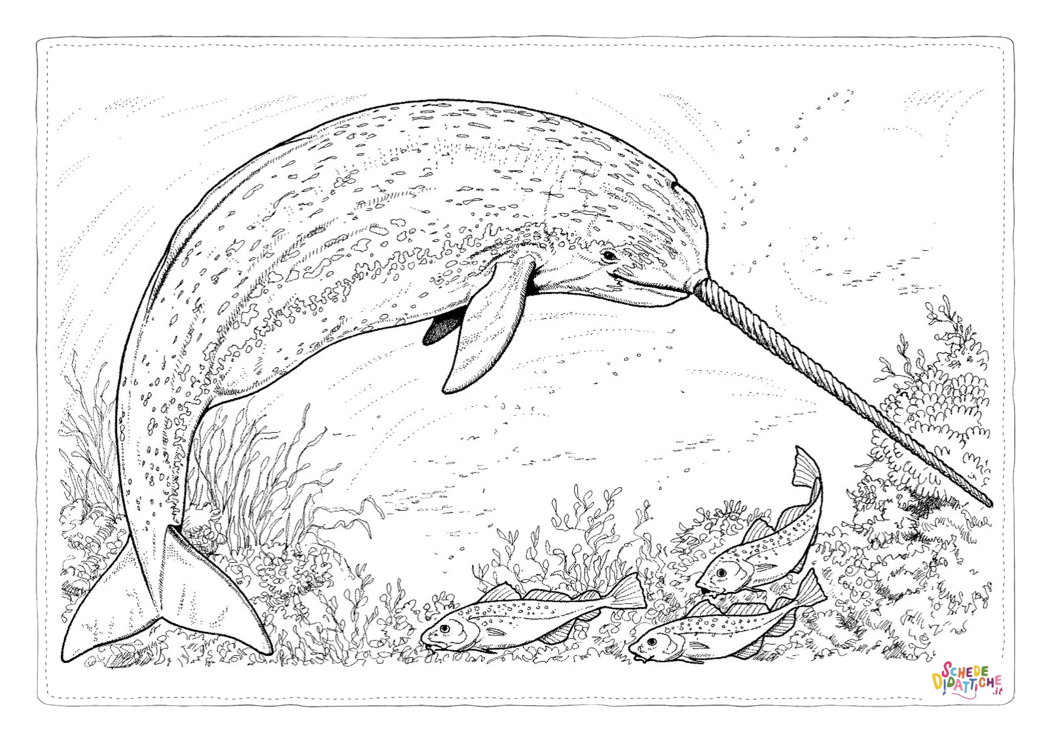Disegno "Disegno di narvalo da stampare e colorare 10" Disegno di narvalo da stampare e colorare 10
