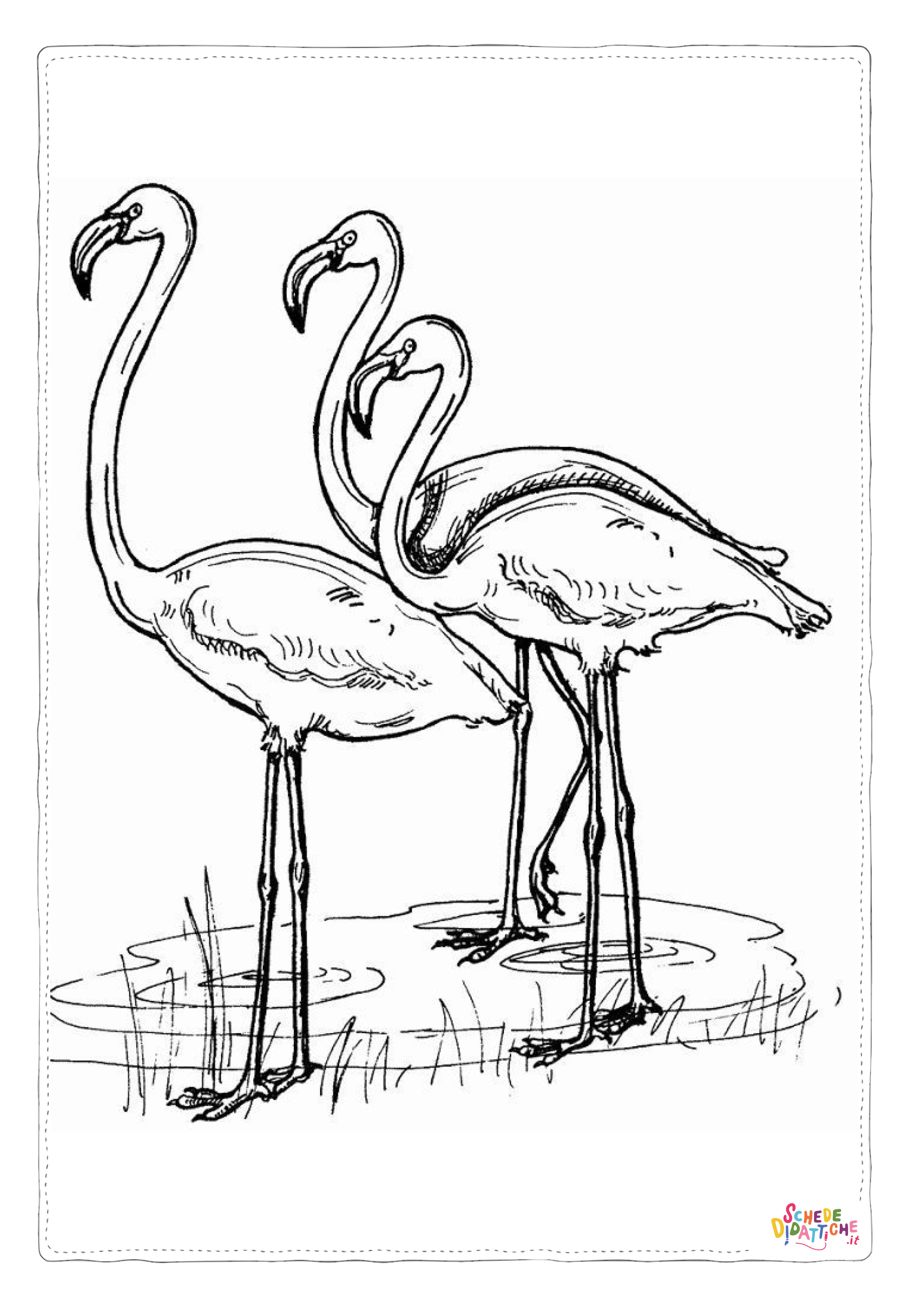 Disegno di fenicottero da stampare e colorare 18