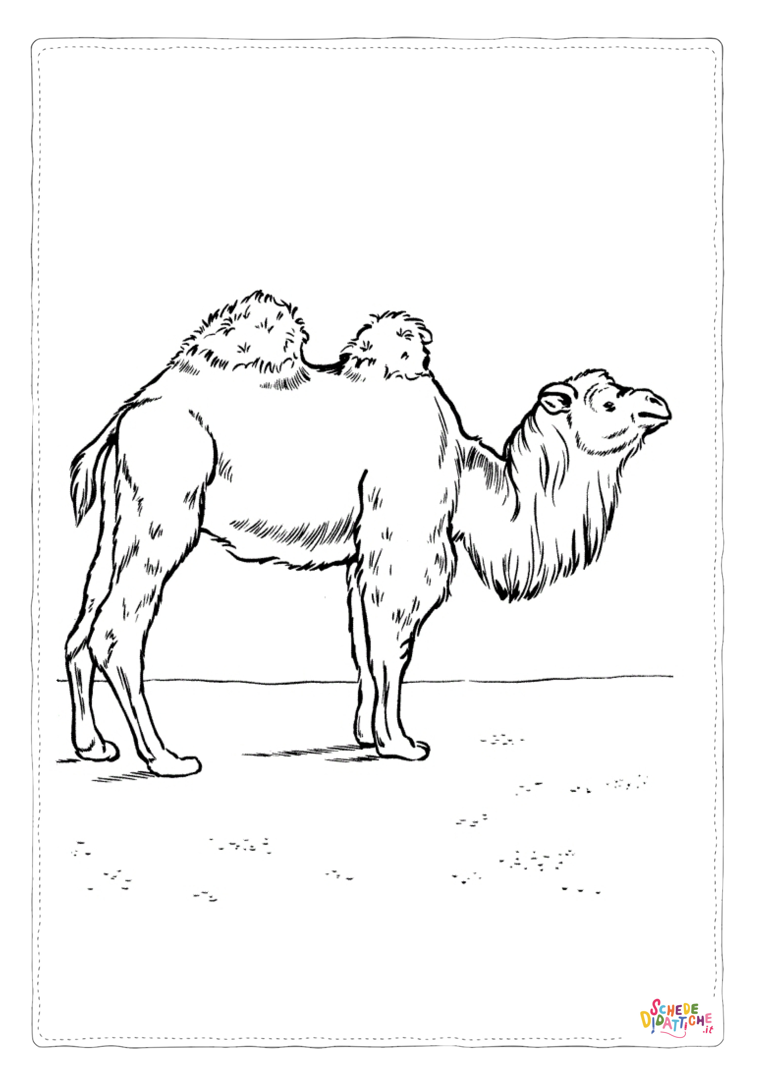 Disegno "Disegno di cammello da stampare e colorare 4" Disegno di cammello da stampare e colorare 4