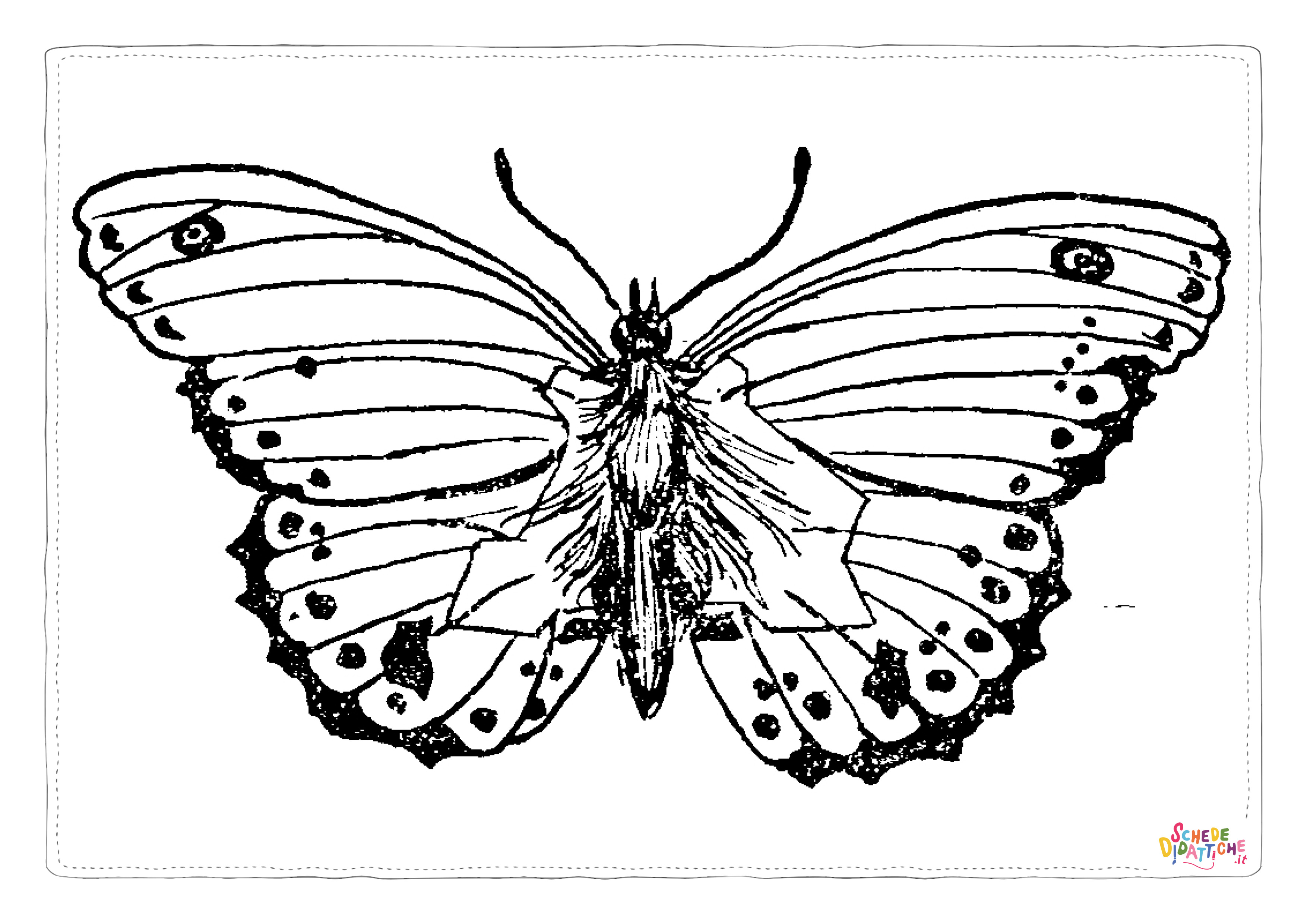 Disegno "Disegno di farfalla da stampare e colorare 149" Disegno di farfalla da stampare e colorare 149