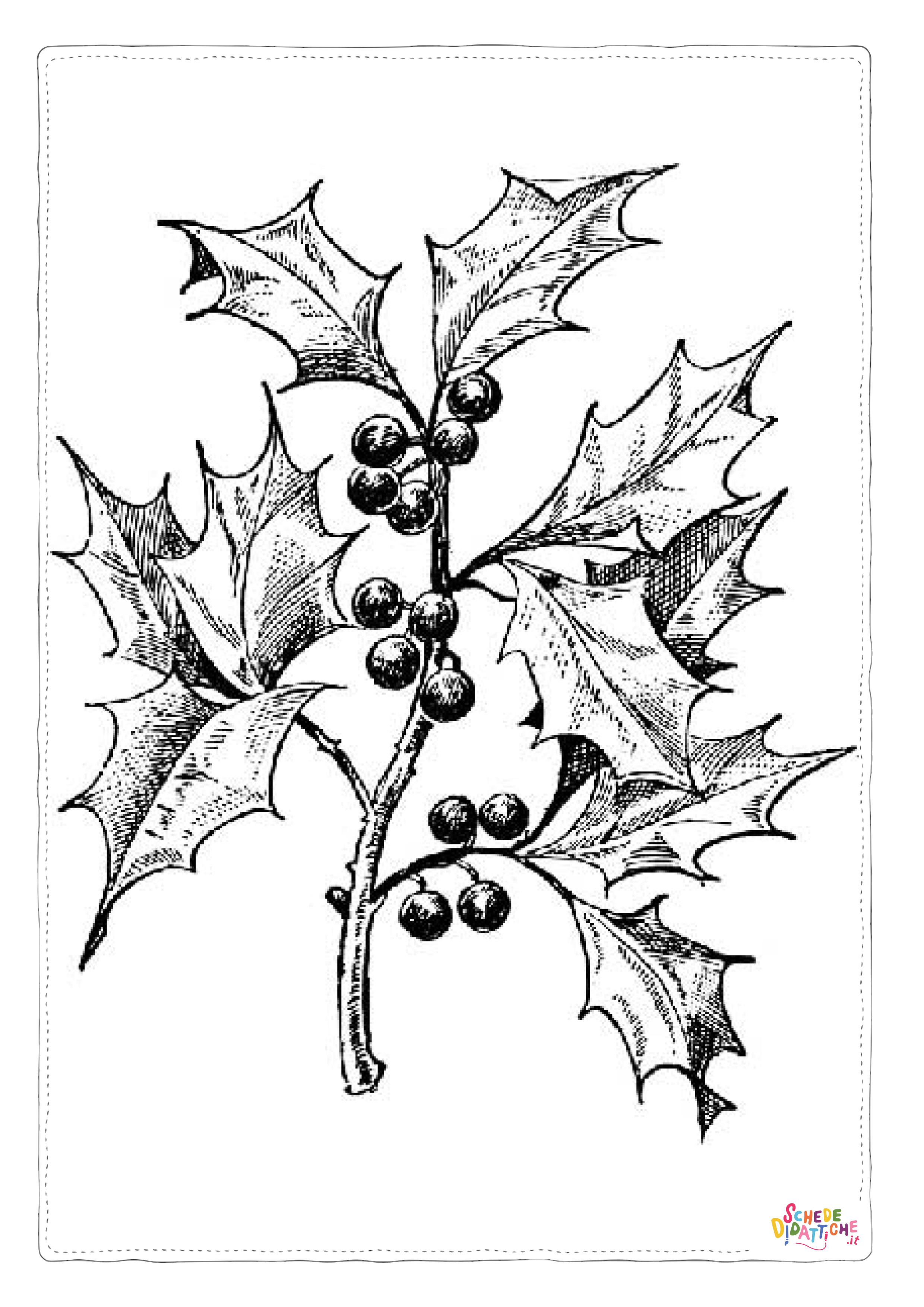Disegno "Disegno di pungitopo da stampare e colorare" Disegno di pungitopo da stampare e colorare