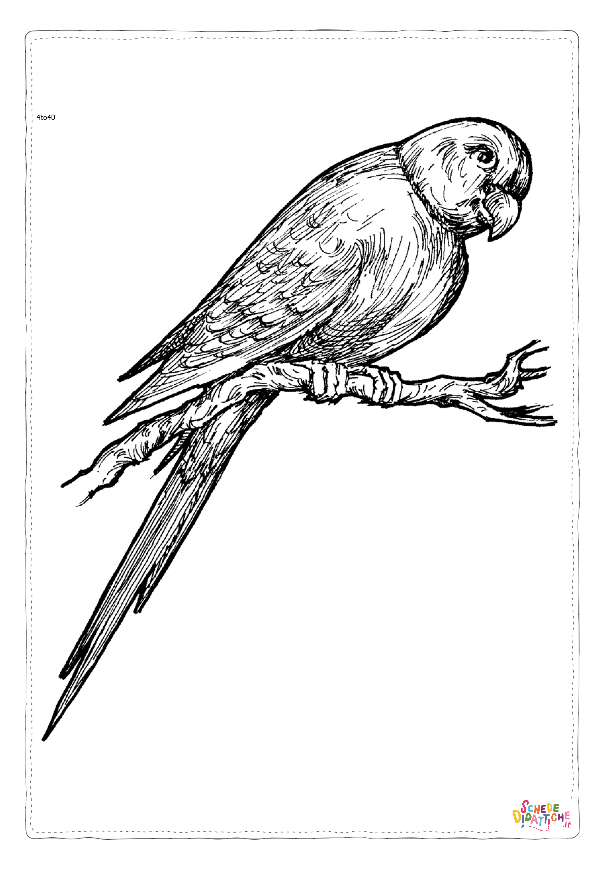 Disegno "Disegno di pappagallo da stampare e colorare 39" Disegno di pappagallo da stampare e colorare 39