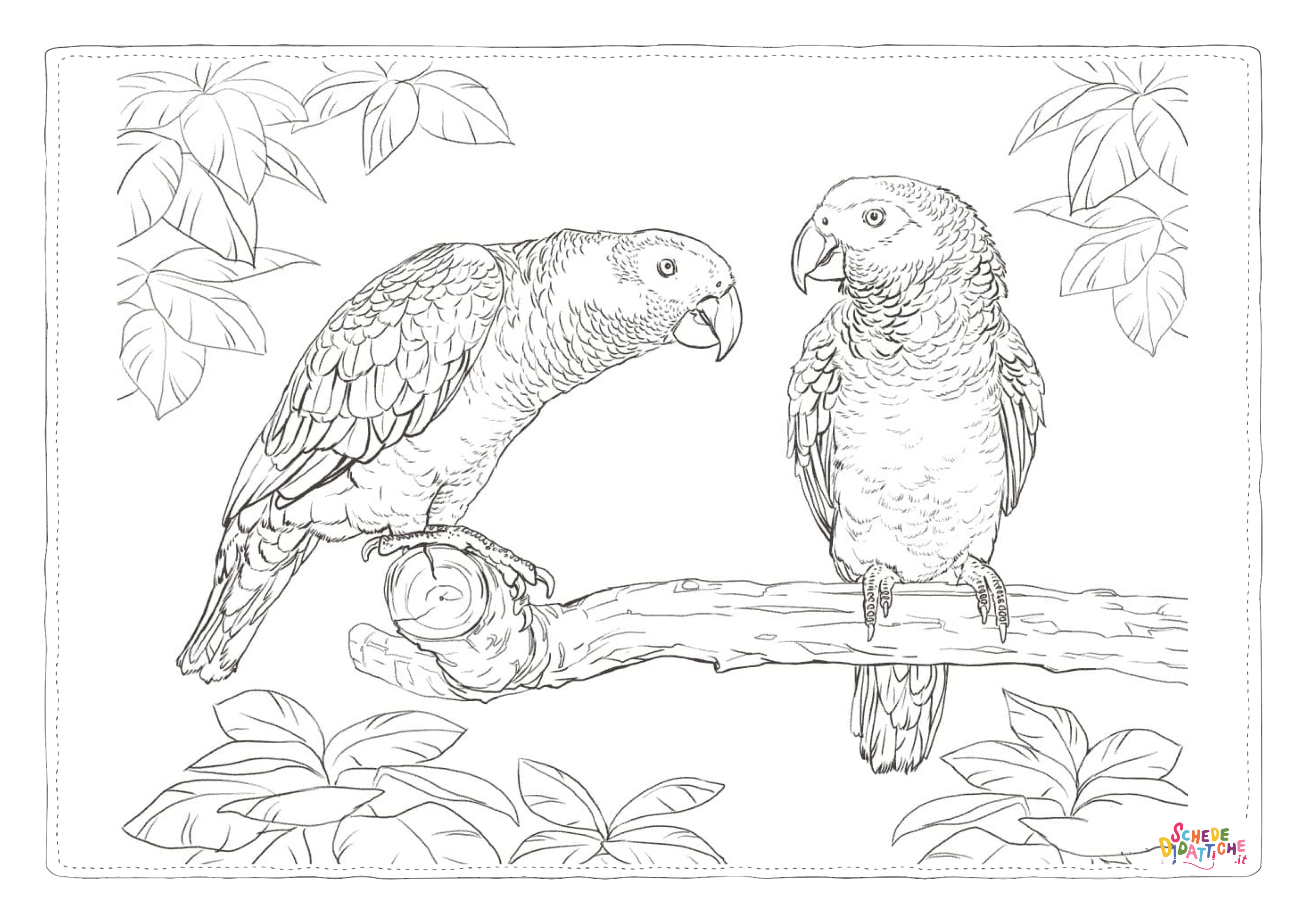 Disegno di pappagallo da stampare e colorare 101