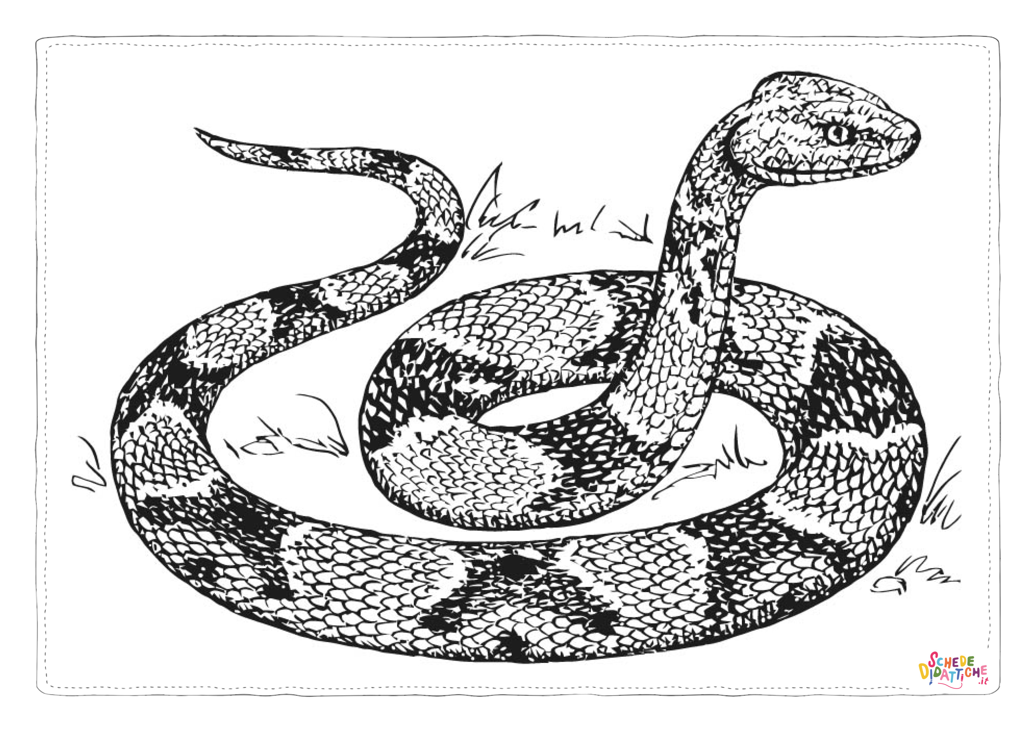 Disegno "Disegno di serpente da stampare e colorare 48" Disegno di serpente da stampare e colorare 48