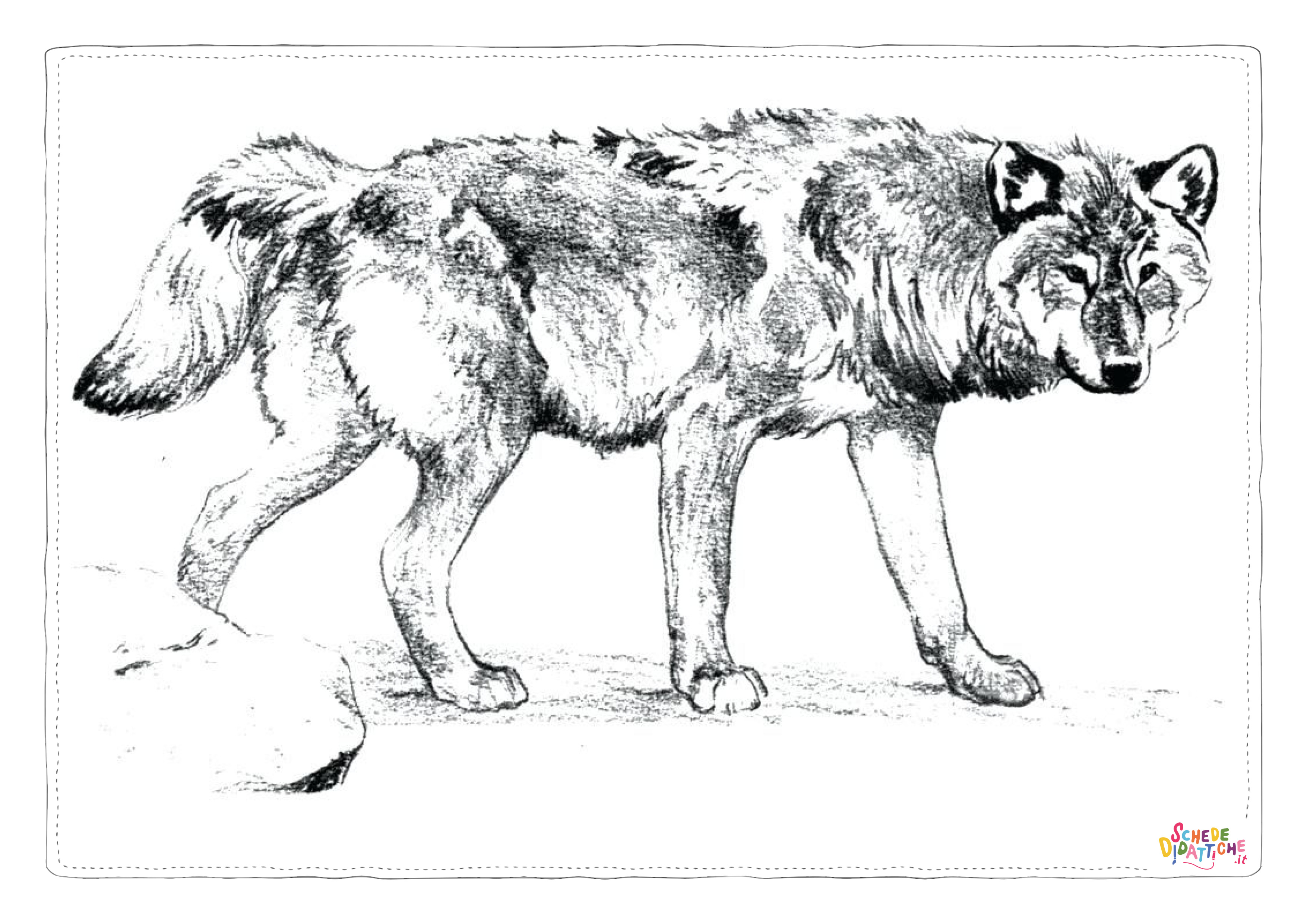 Disegno di lupo da stampare e colorare 43