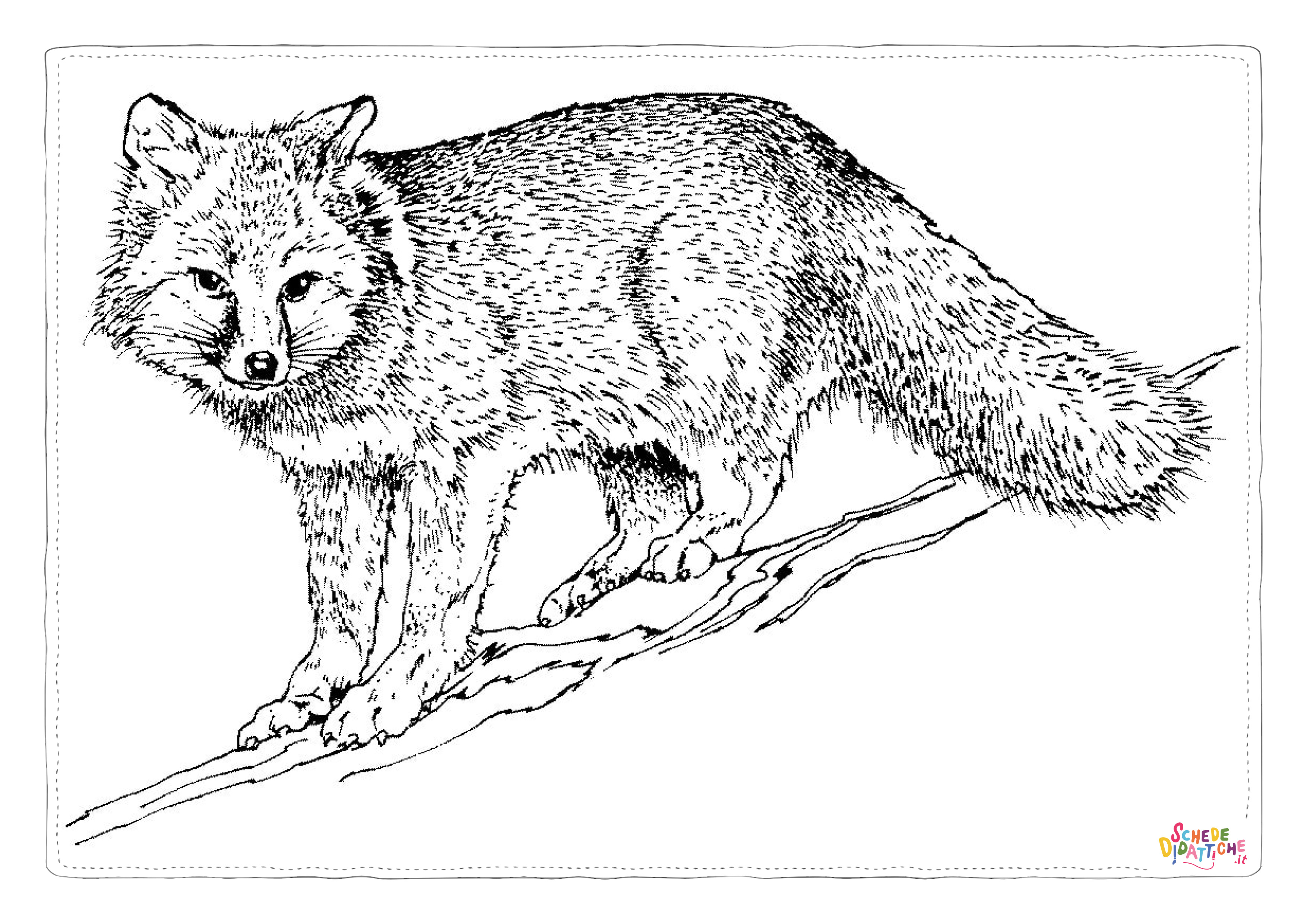 Disegno "Disegno di volpe da stampare e colorare 59" Disegno di volpe da stampare e colorare 59