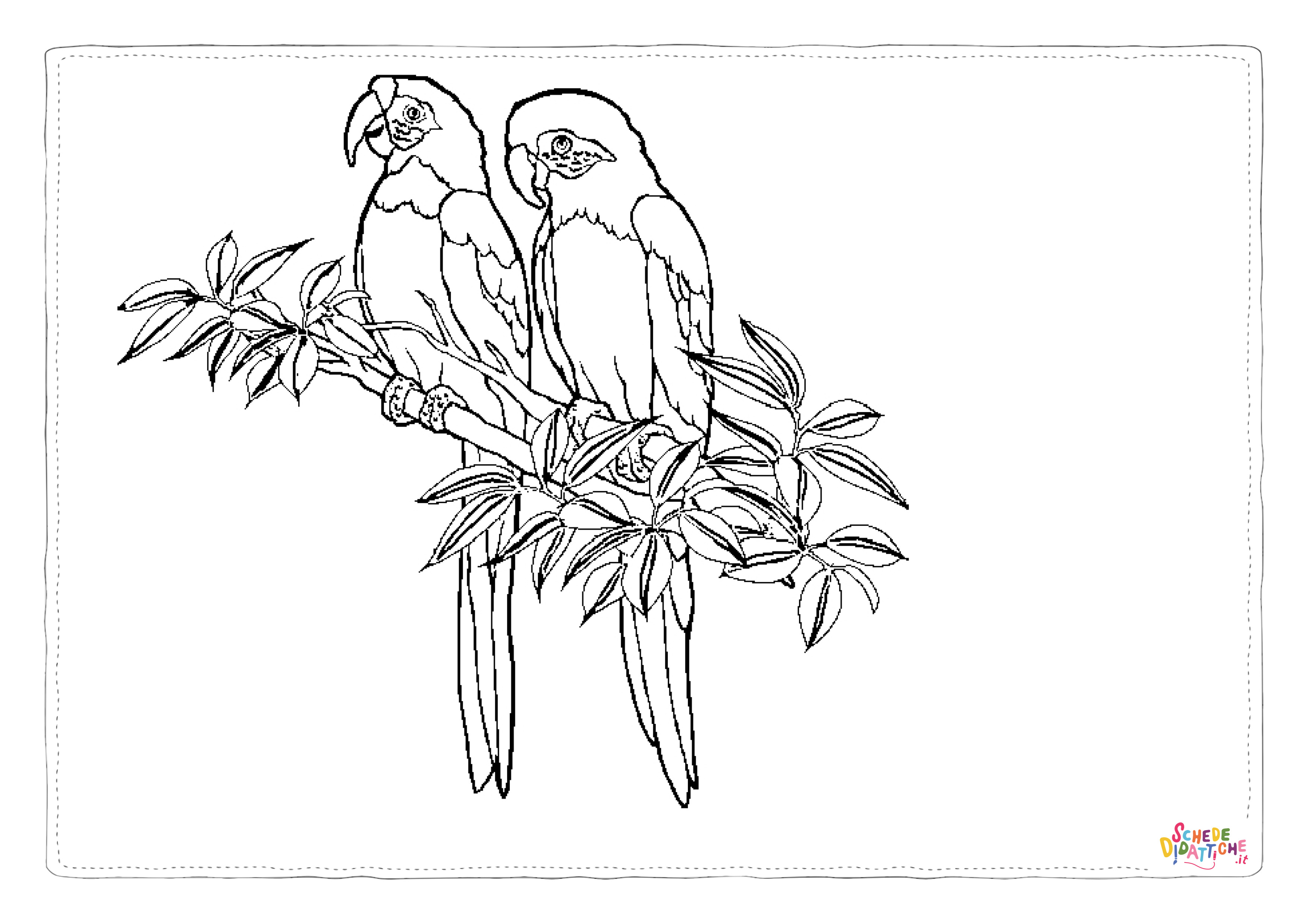 Disegno di pappagallo da stampare e colorare 1