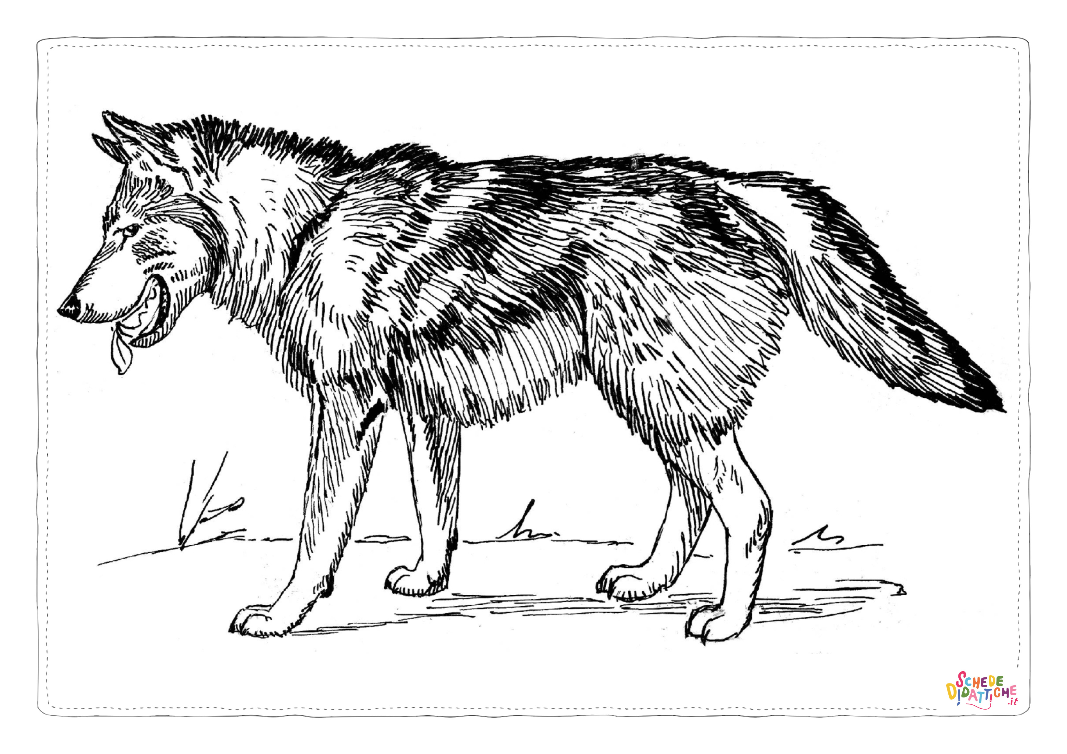 Disegno di lupo da stampare e colorare 29