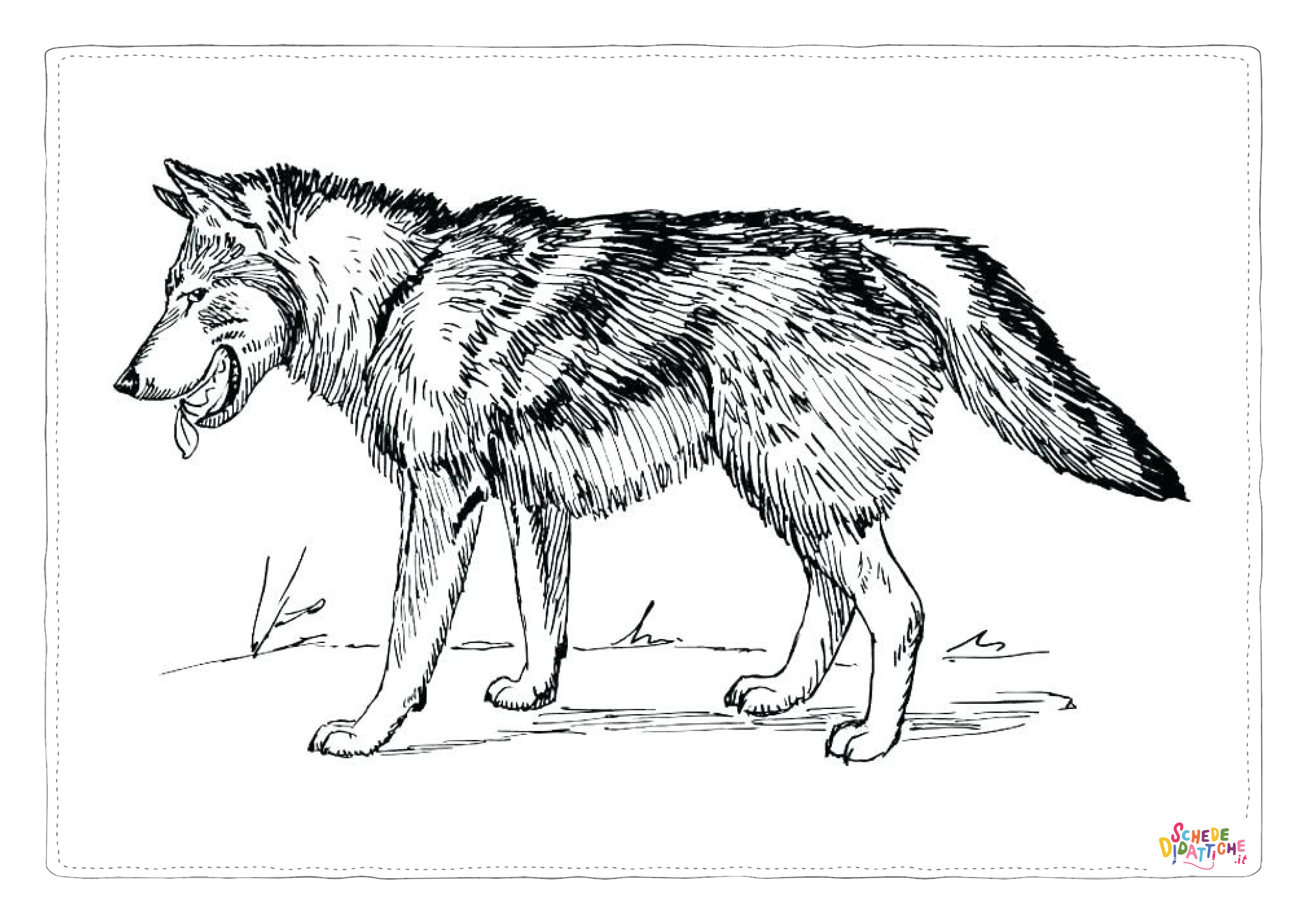 Disegno di lupo da stampare e colorare 44