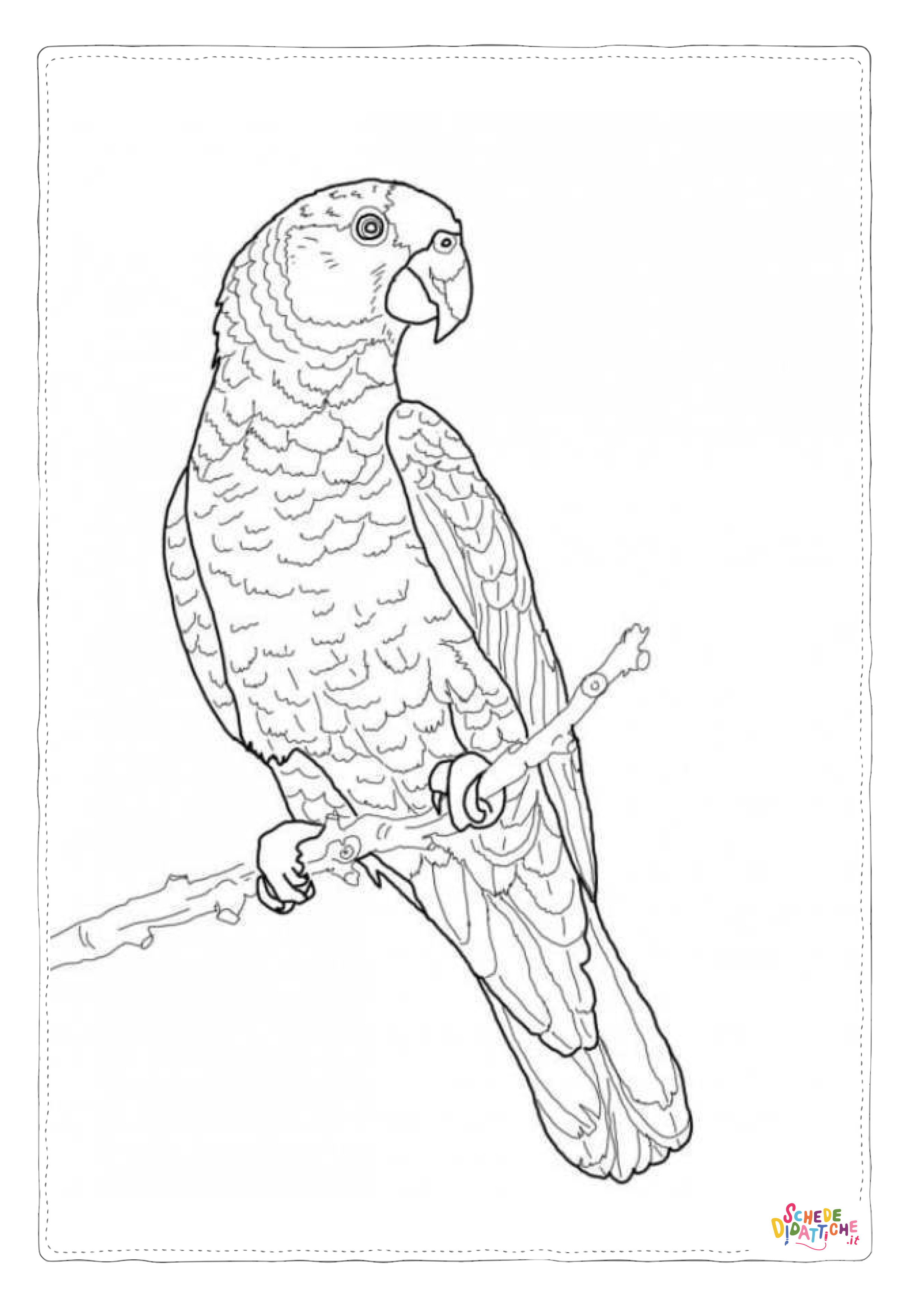 Disegno "Disegno di pappagallo da stampare e colorare 152" Disegno di pappagallo da stampare e colorare 152