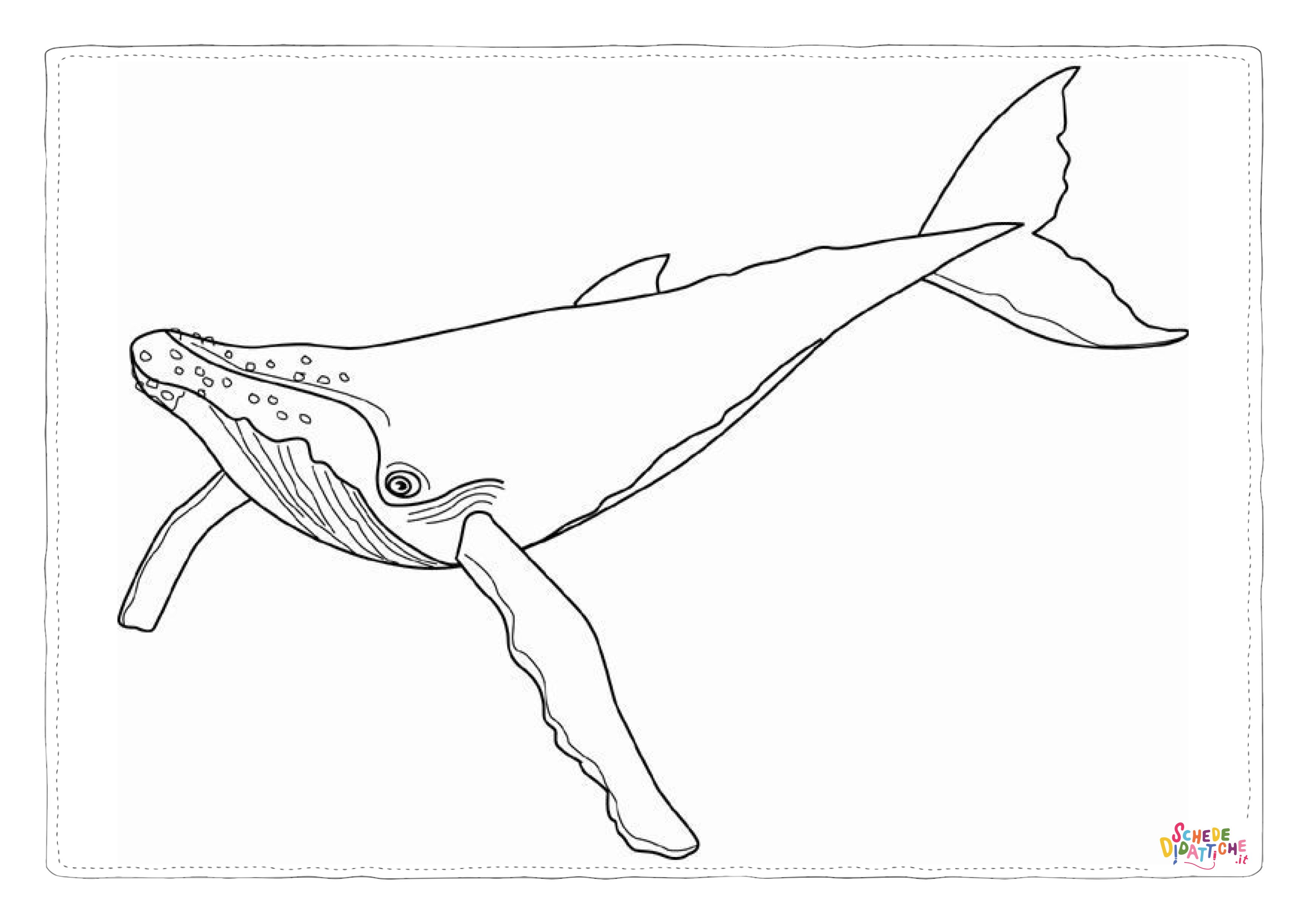 Disegno di balena da stampare e colorare 17