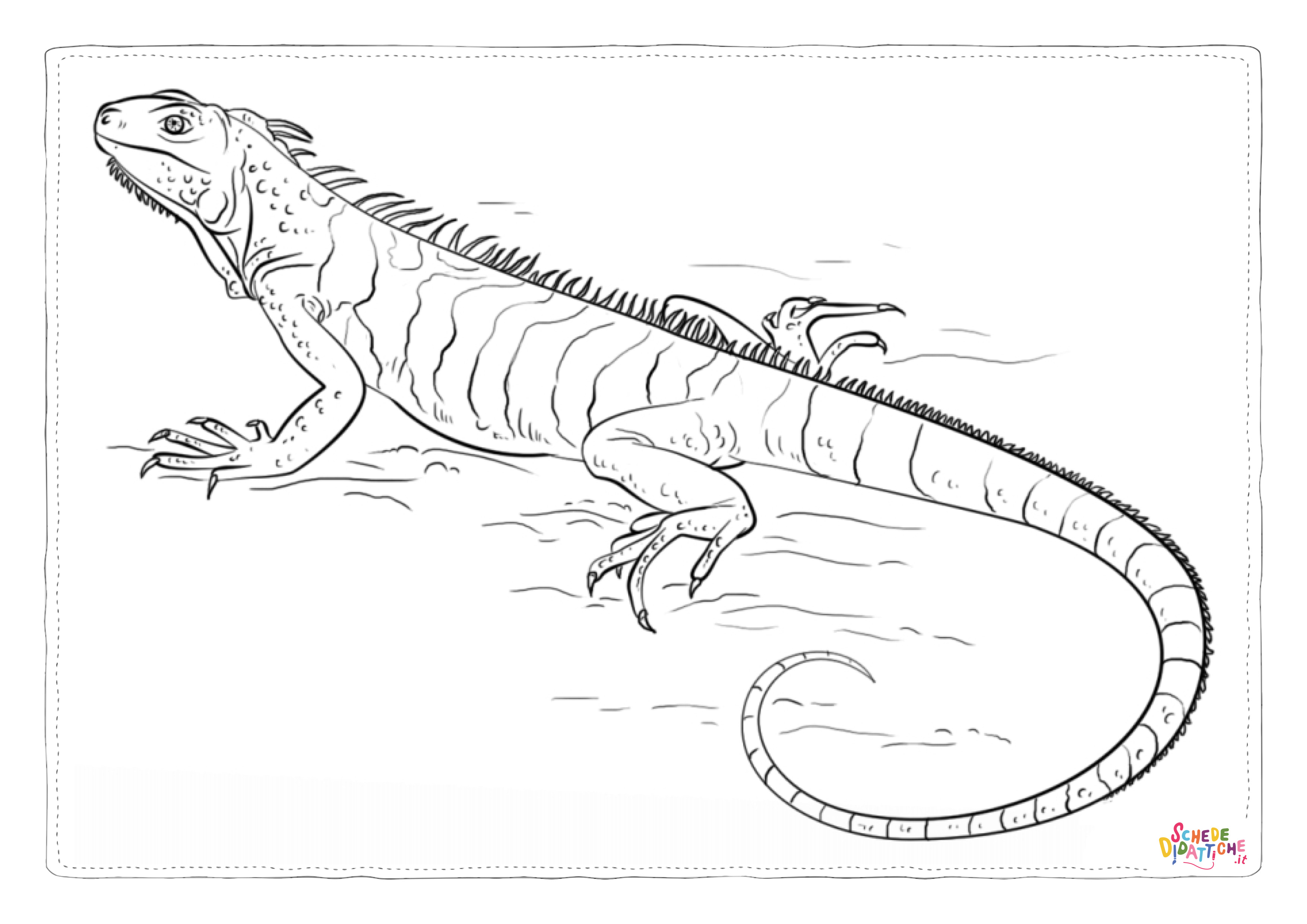 Disegno di iguana da stampare e colorare 13