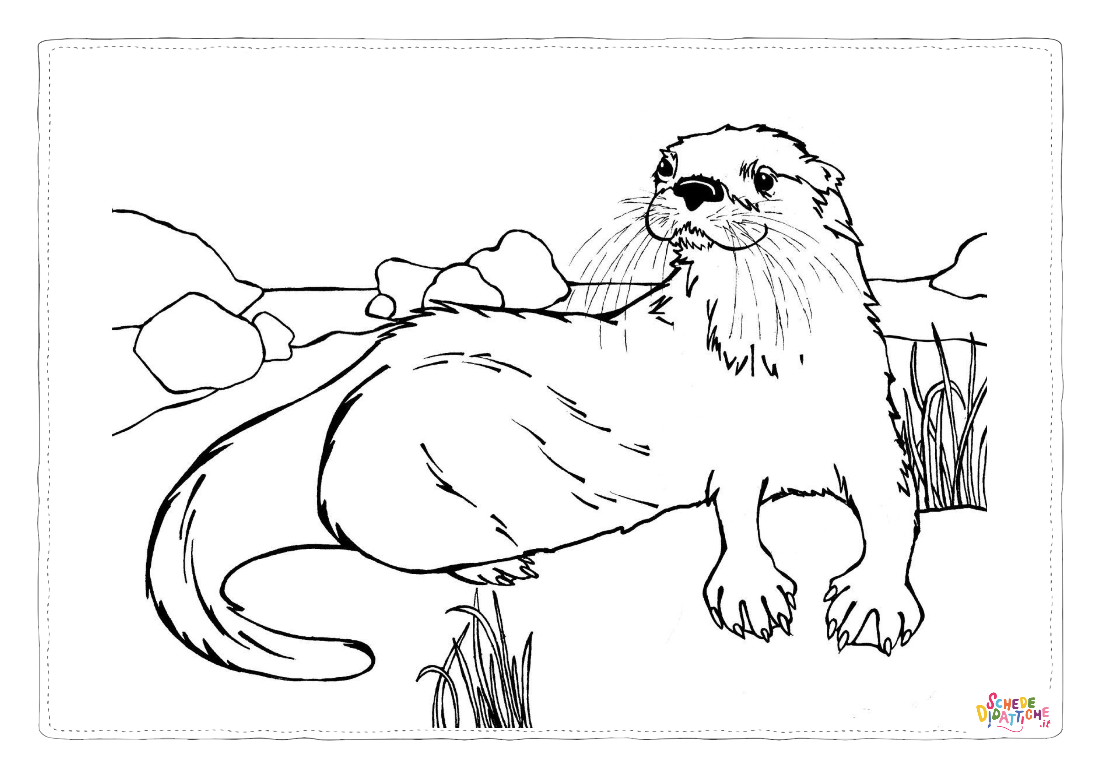 Disegno "Disegno di foca da stampare e colorare" Disegno di foca da stampare e colorare
