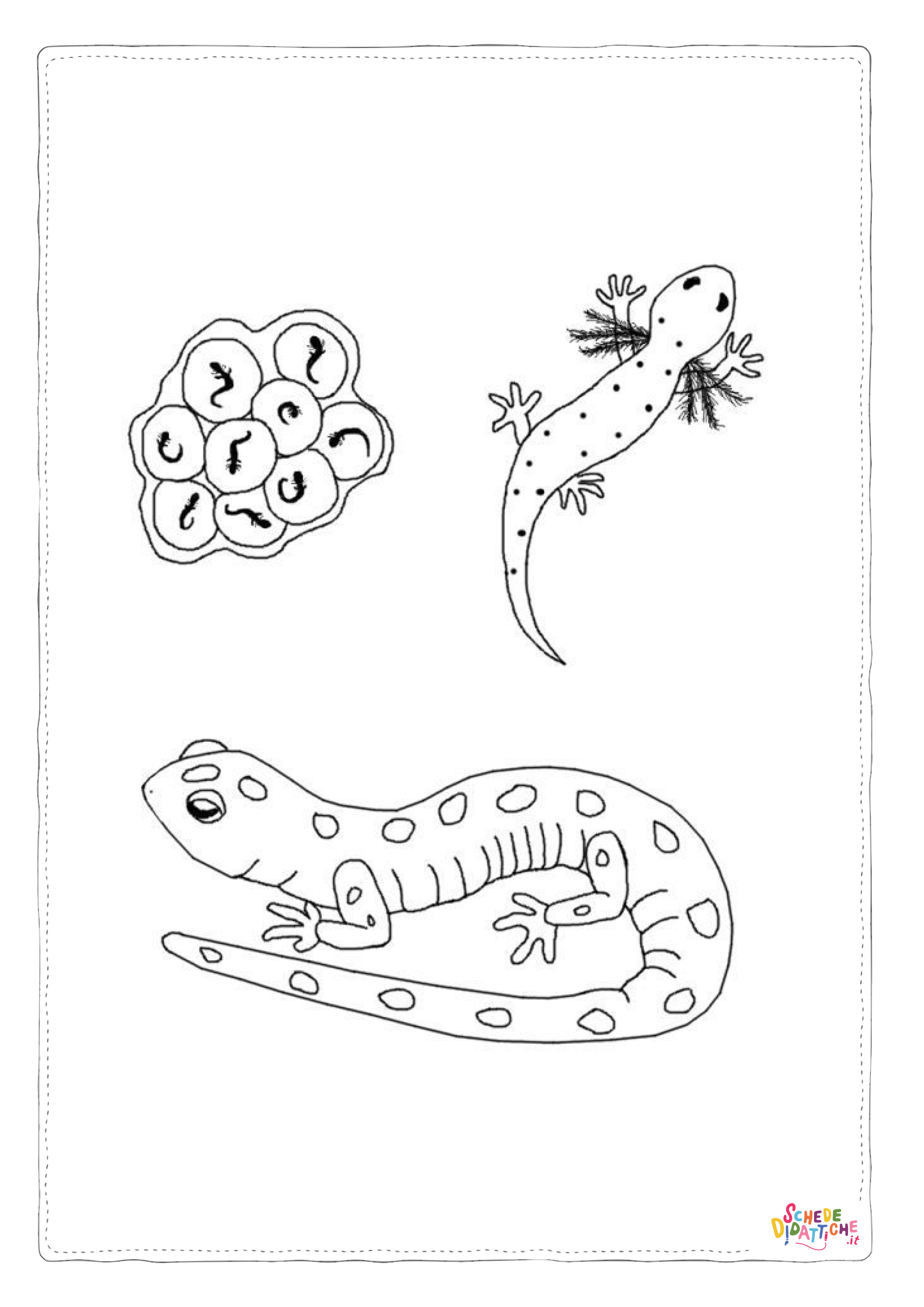 Disegno di geco da stampare e colorare
