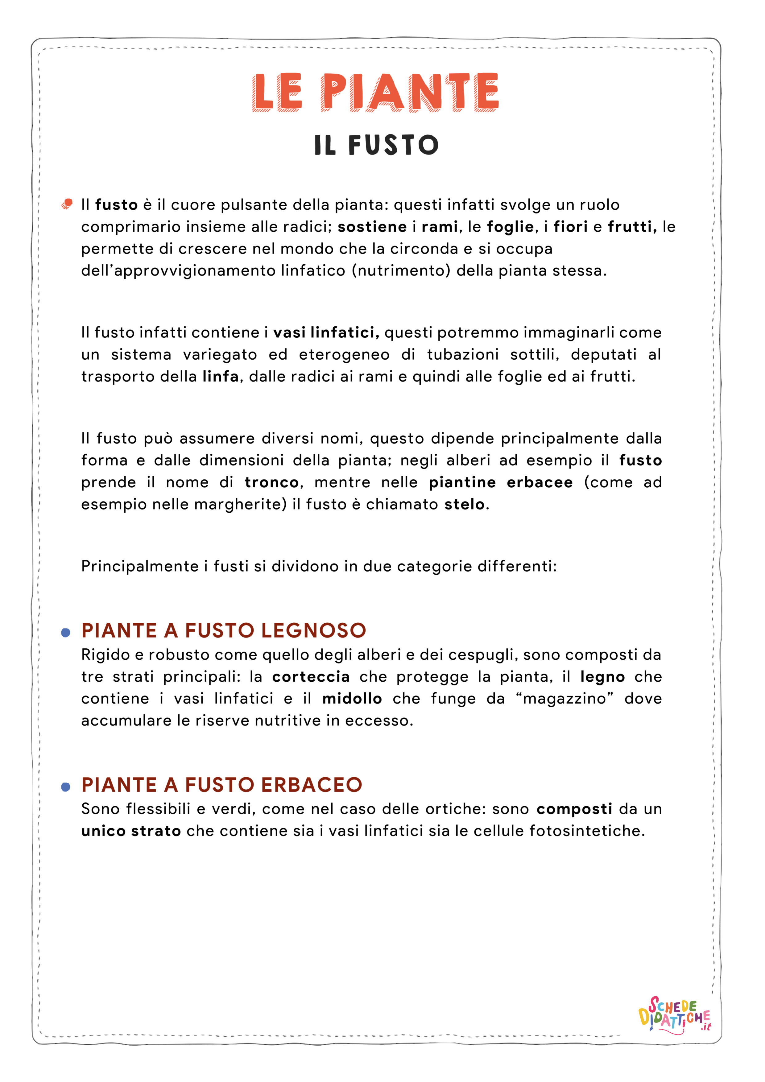 Disegno "Le piante - Il fusto" Le piante - Il fusto