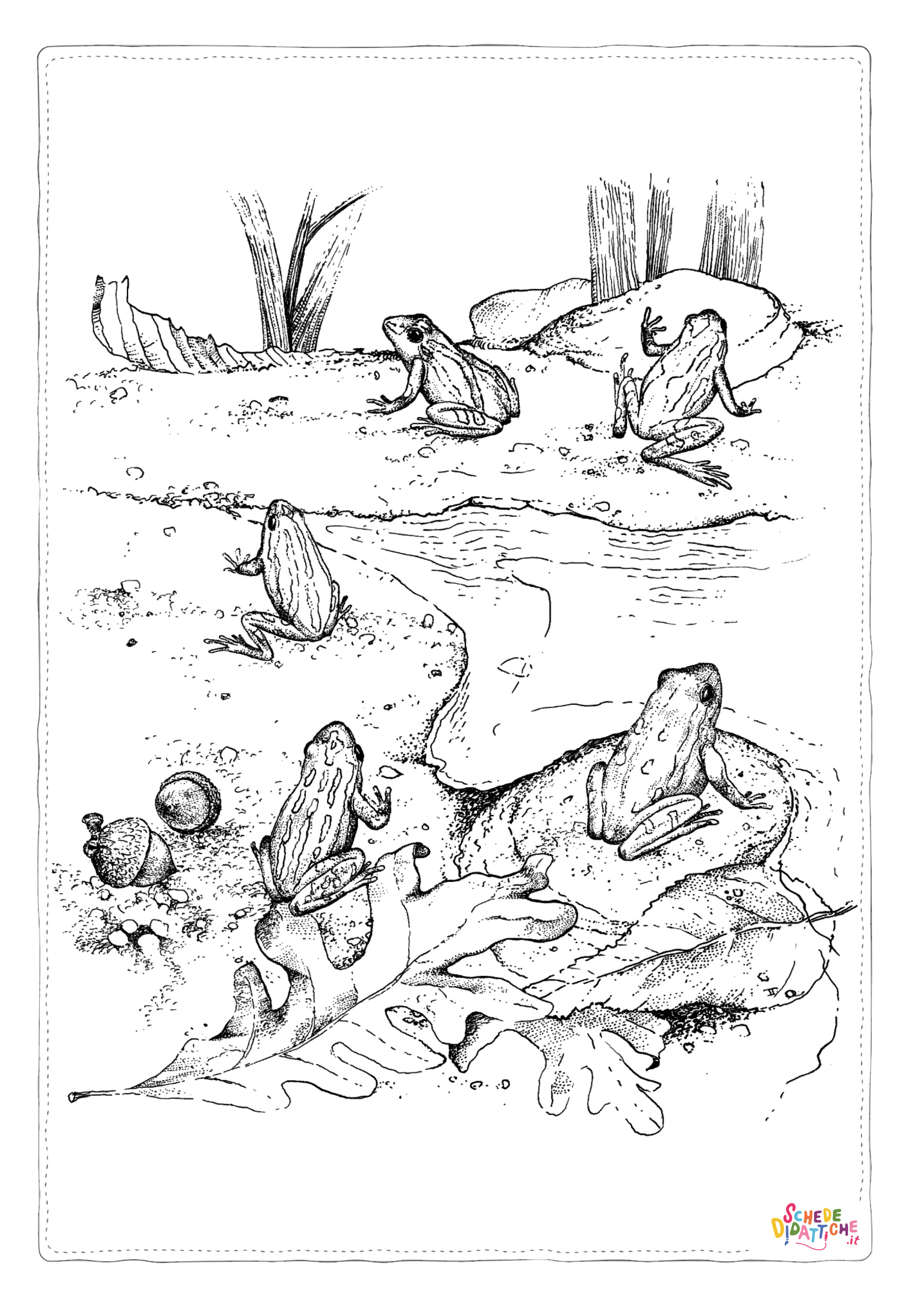 Disegno "Disegno di rana da stampare e colorare 15" Disegno di rana da stampare e colorare 15