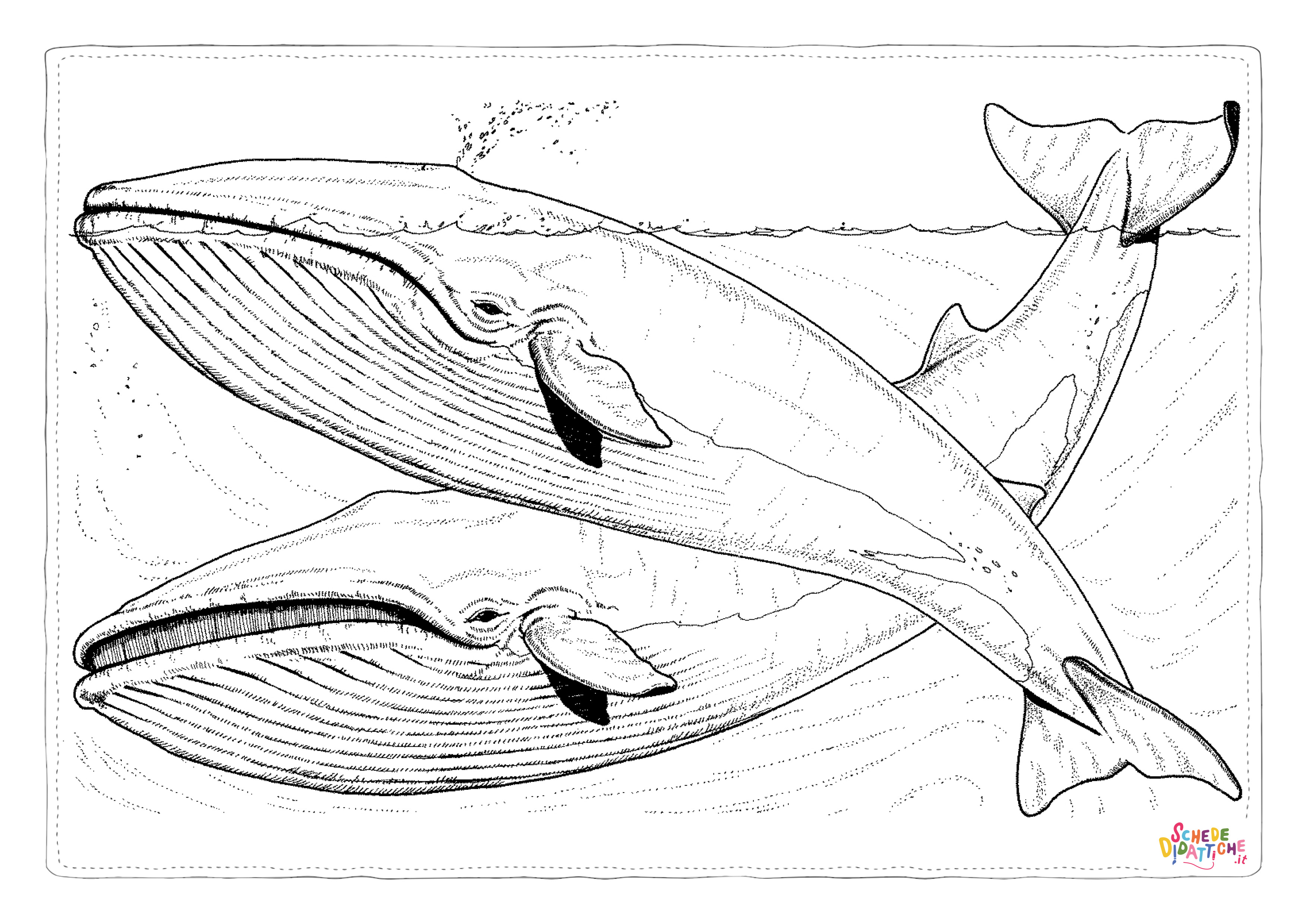 Disegno "Disegno di balena da stampare e colorare 9" Disegno di balena da stampare e colorare 9