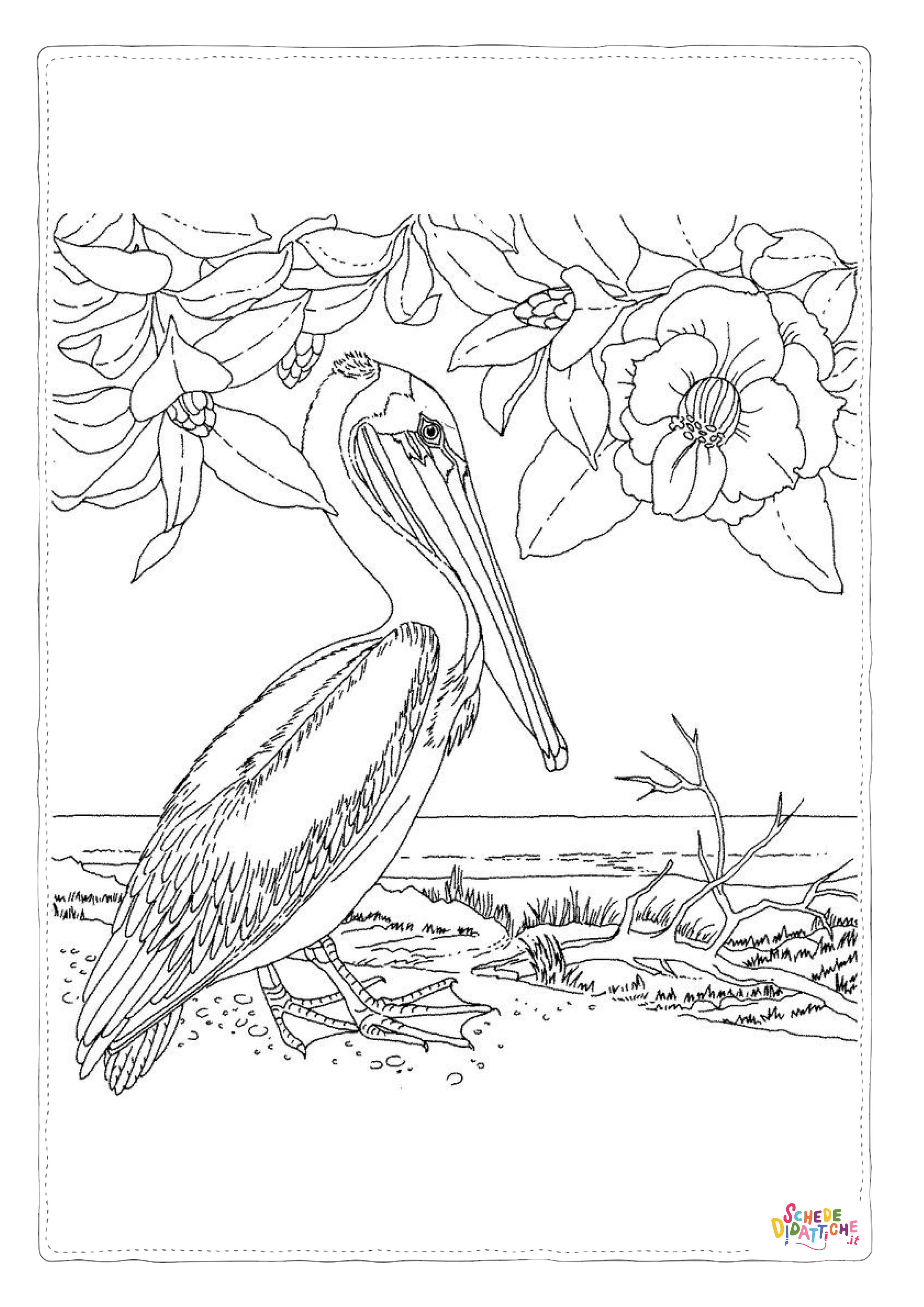 Disegno "Disegno di pellicano da stampare e colorare 11" Disegno di pellicano da stampare e colorare 11