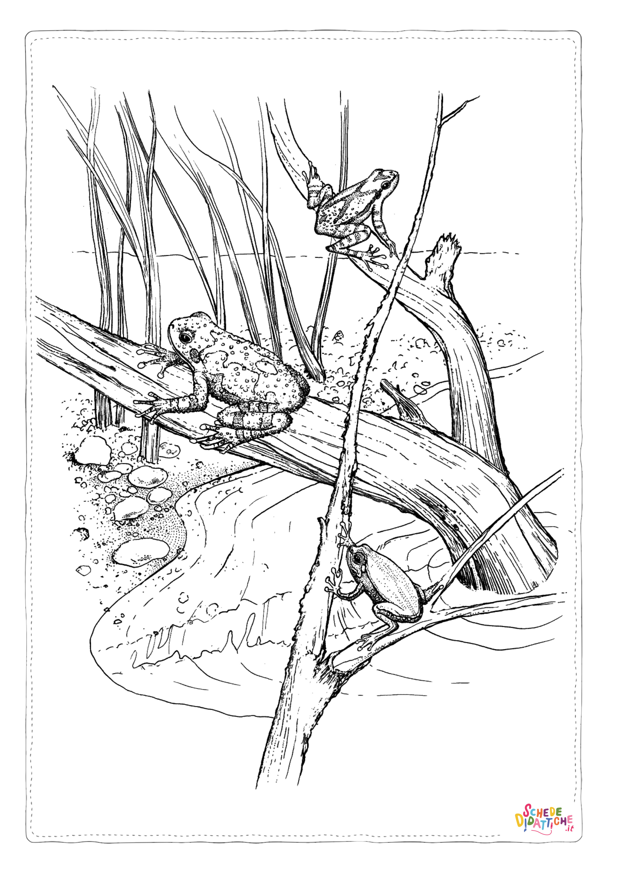 Disegno "Disegno di rana da stampare e colorare 28" Disegno di rana da stampare e colorare 28
