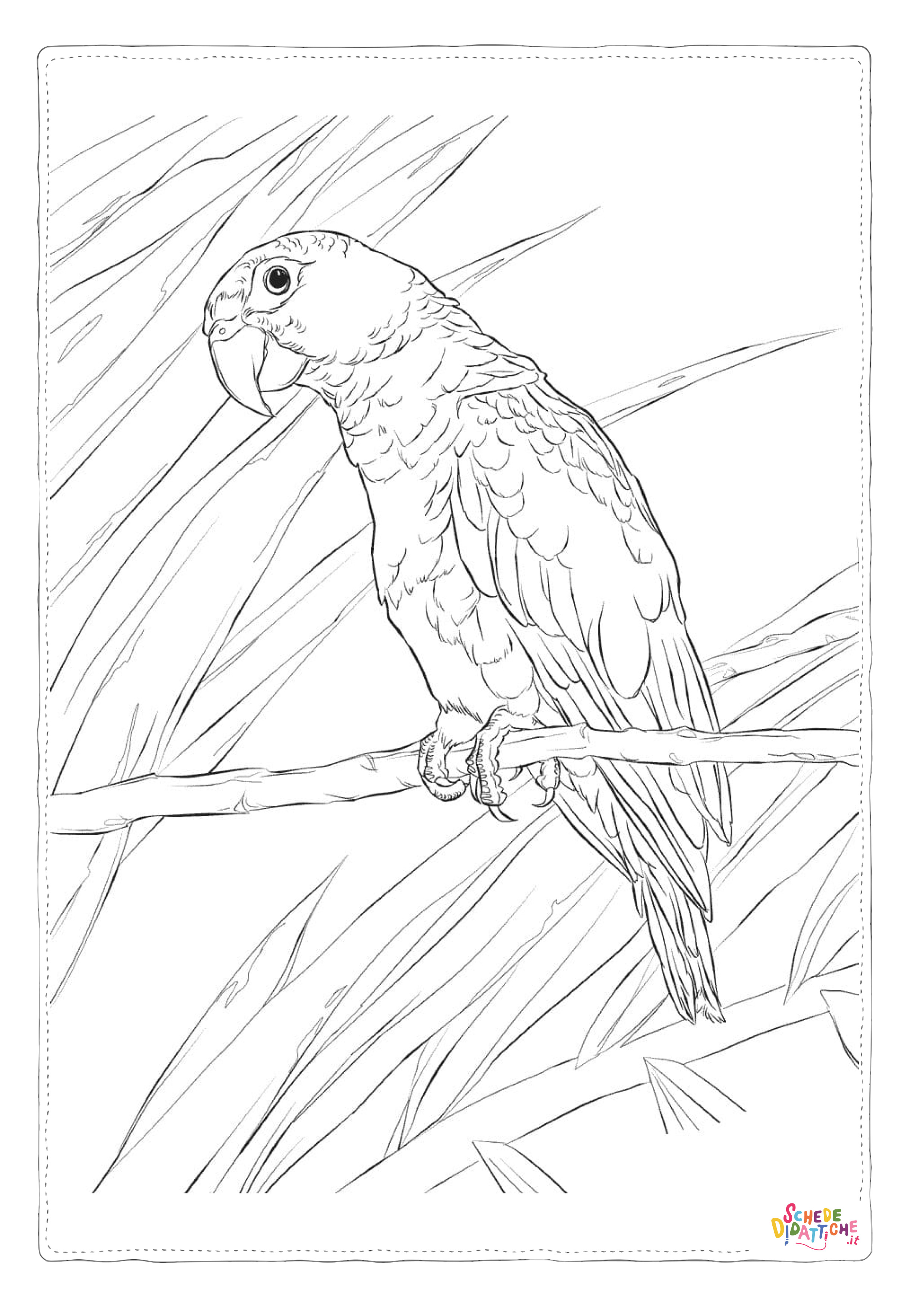 Disegno "Disegno di pappagallo da stampare e colorare 84" Disegno di pappagallo da stampare e colorare 84