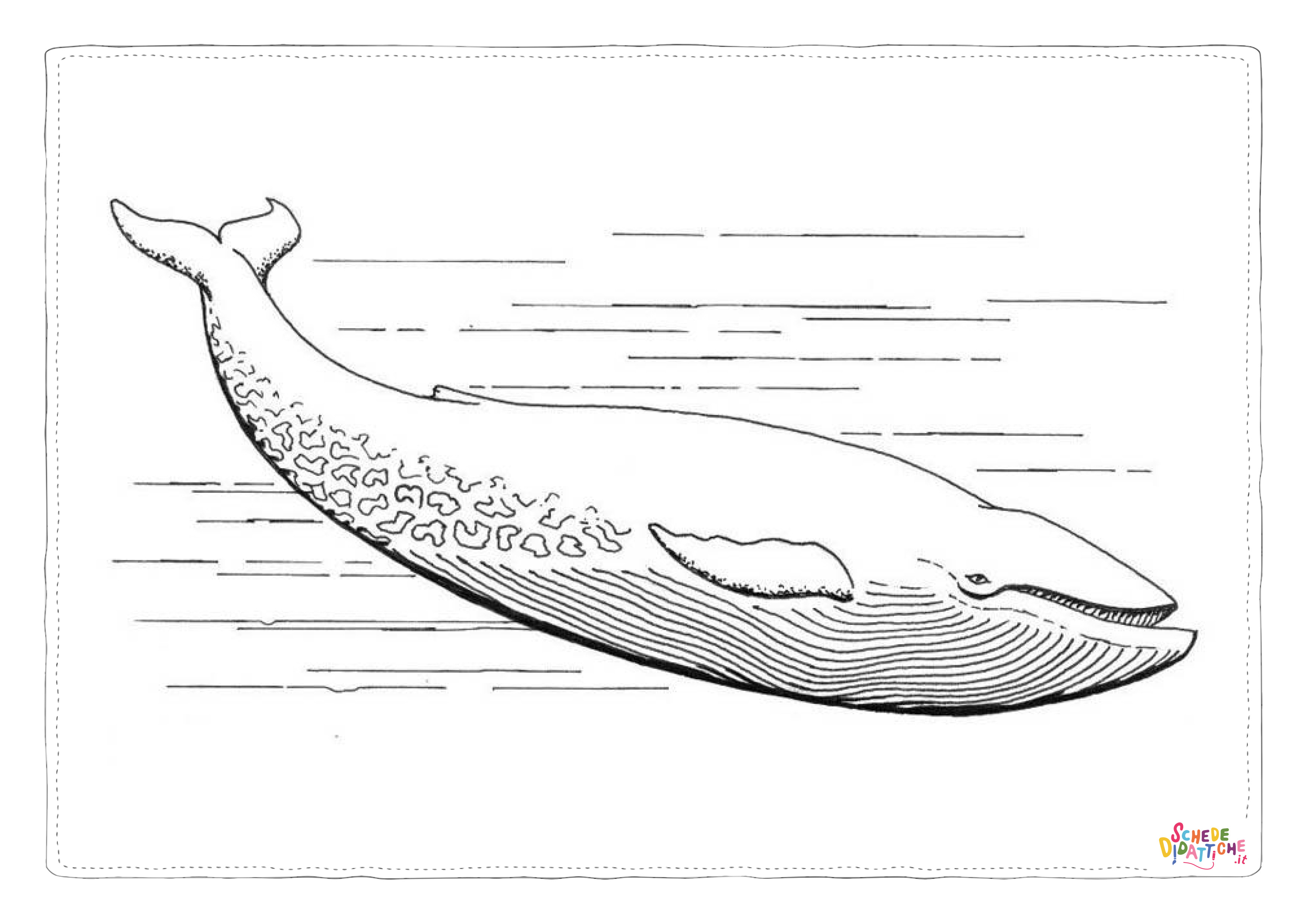 Disegno di balena da stampare e colorare 14