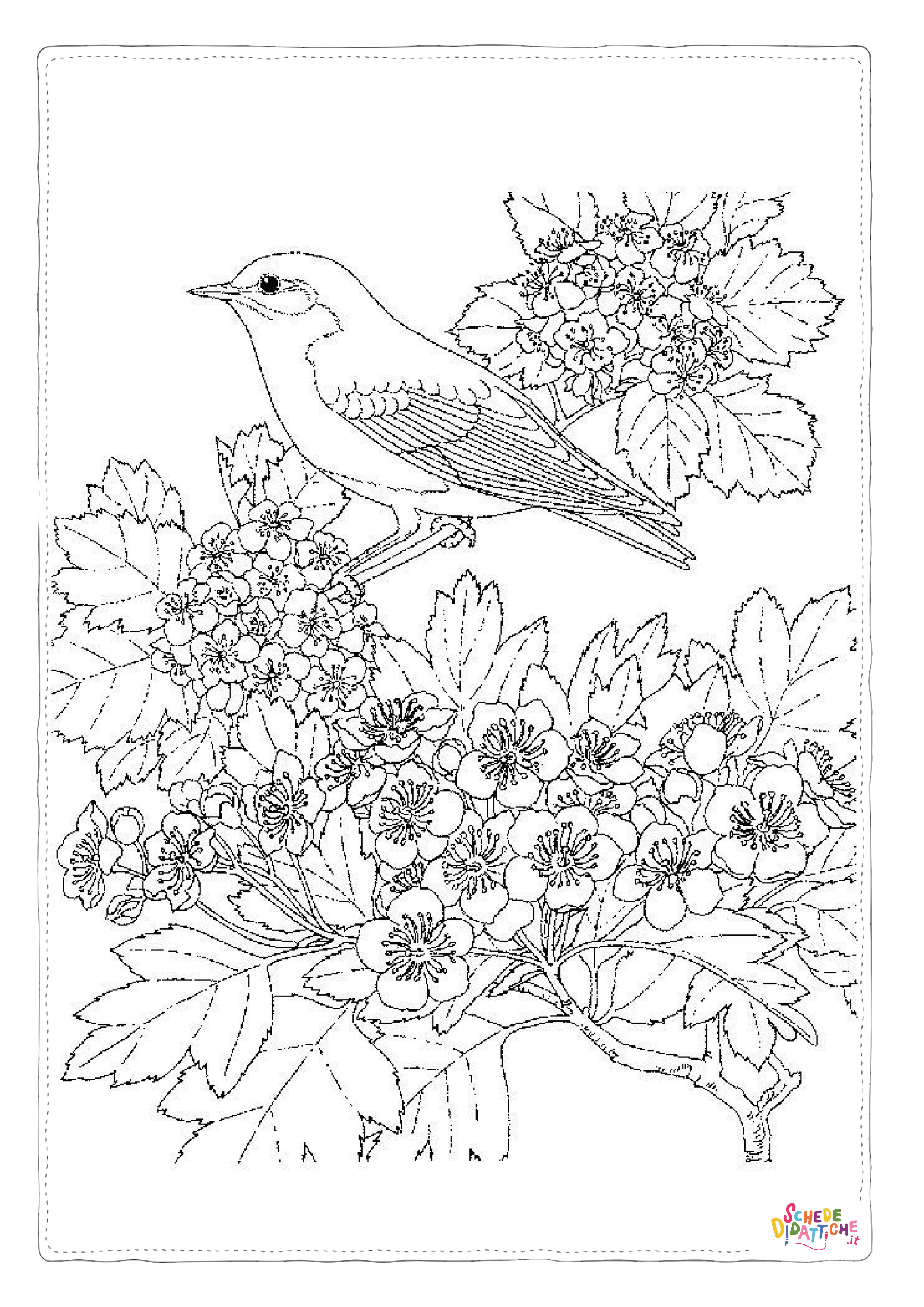 Disegno "Disegno di passero da stampare e colorare 60" Disegno di passero da stampare e colorare 60