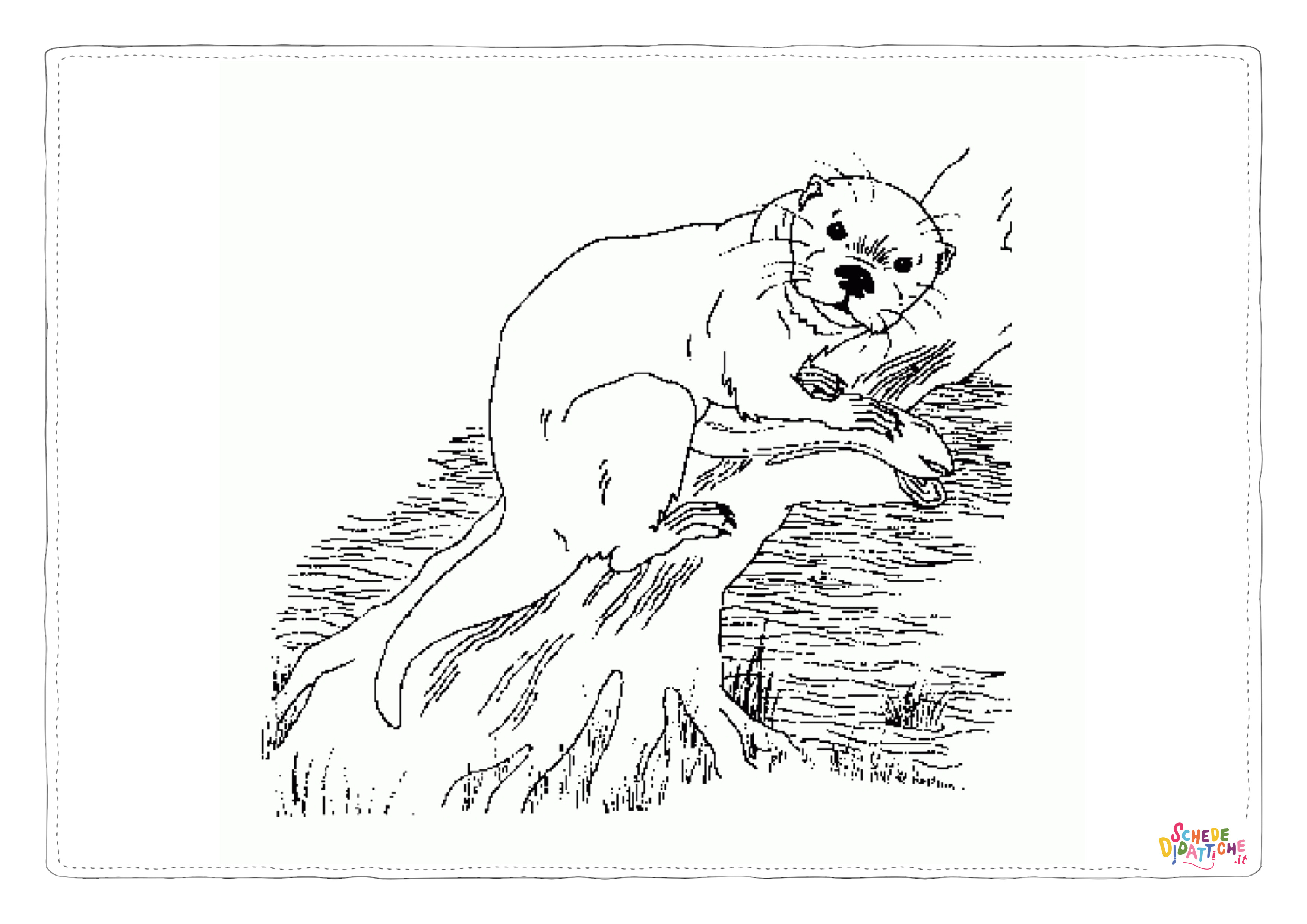 Disegno di lontra da stampare e colorare 17
