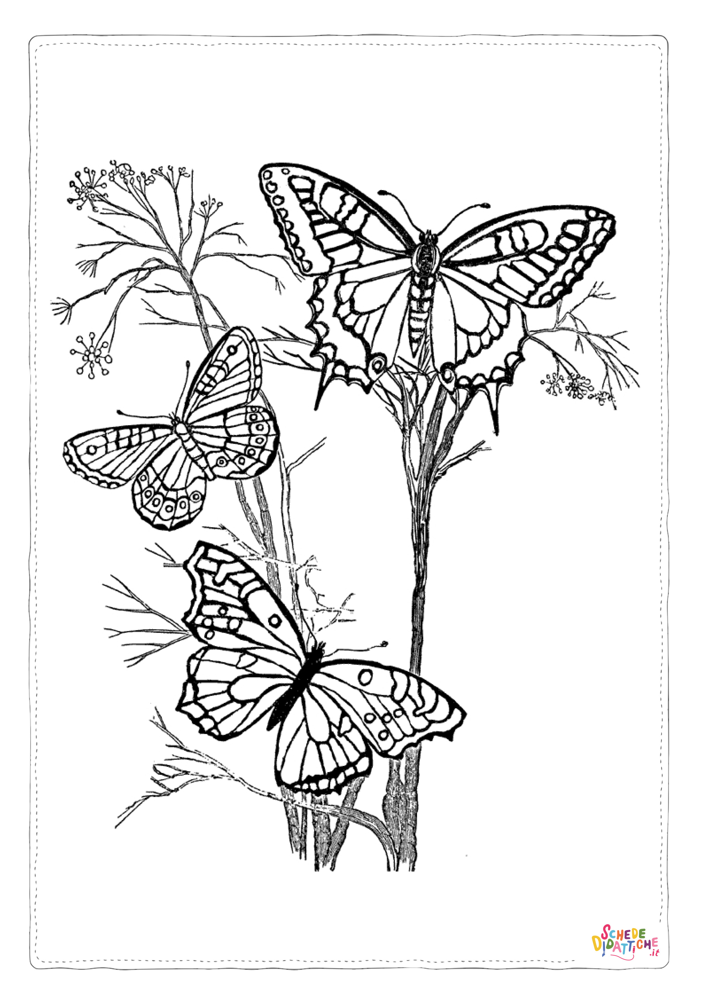 Disegno "Disegno di farfalla da stampare e colorare 205" Disegno di farfalla da stampare e colorare 205