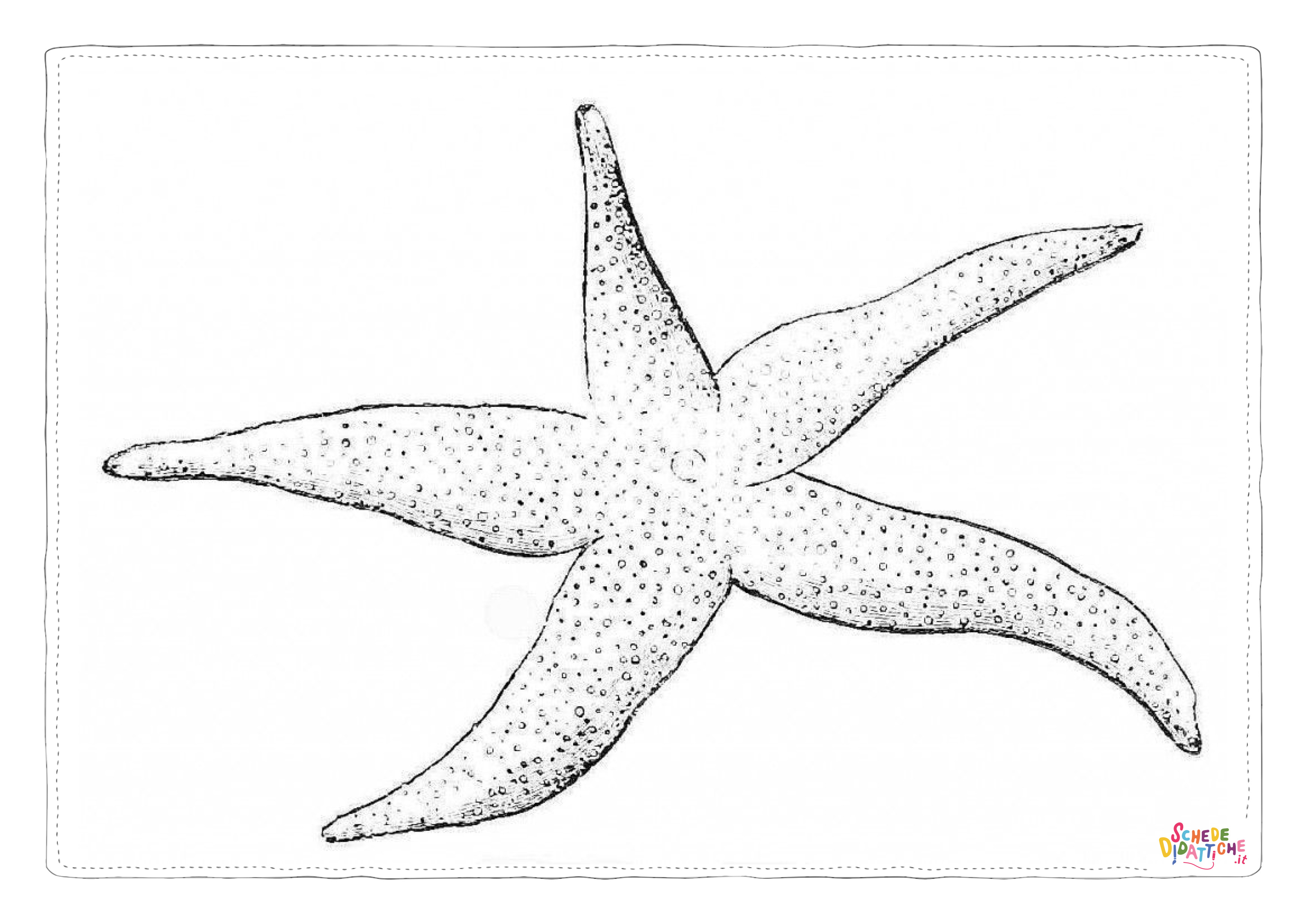 Disegno di stella marina da stampare e colorare 15