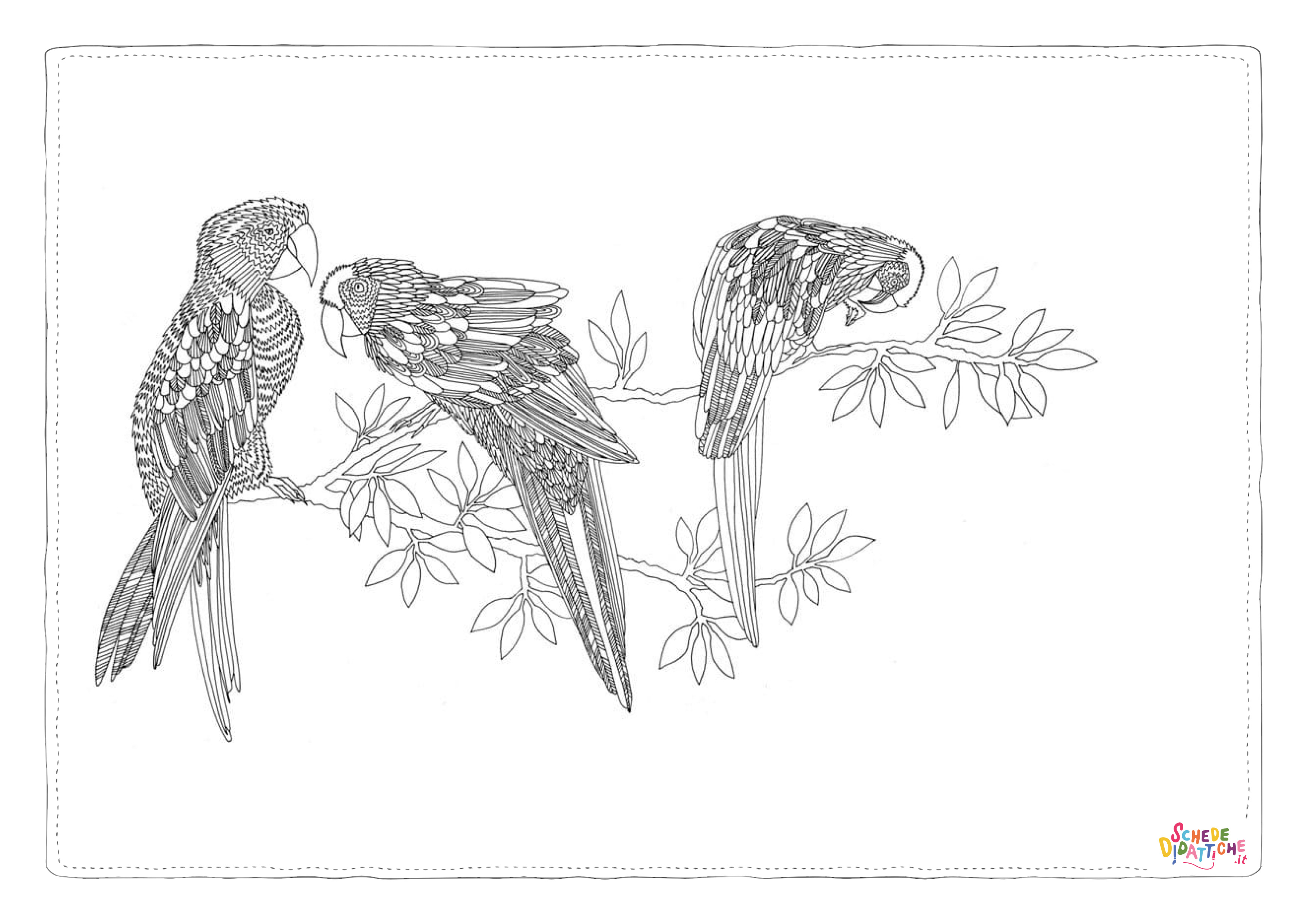 Disegno "Disegno di pappagallo da stampare e colorare 97" Disegno di pappagallo da stampare e colorare 97