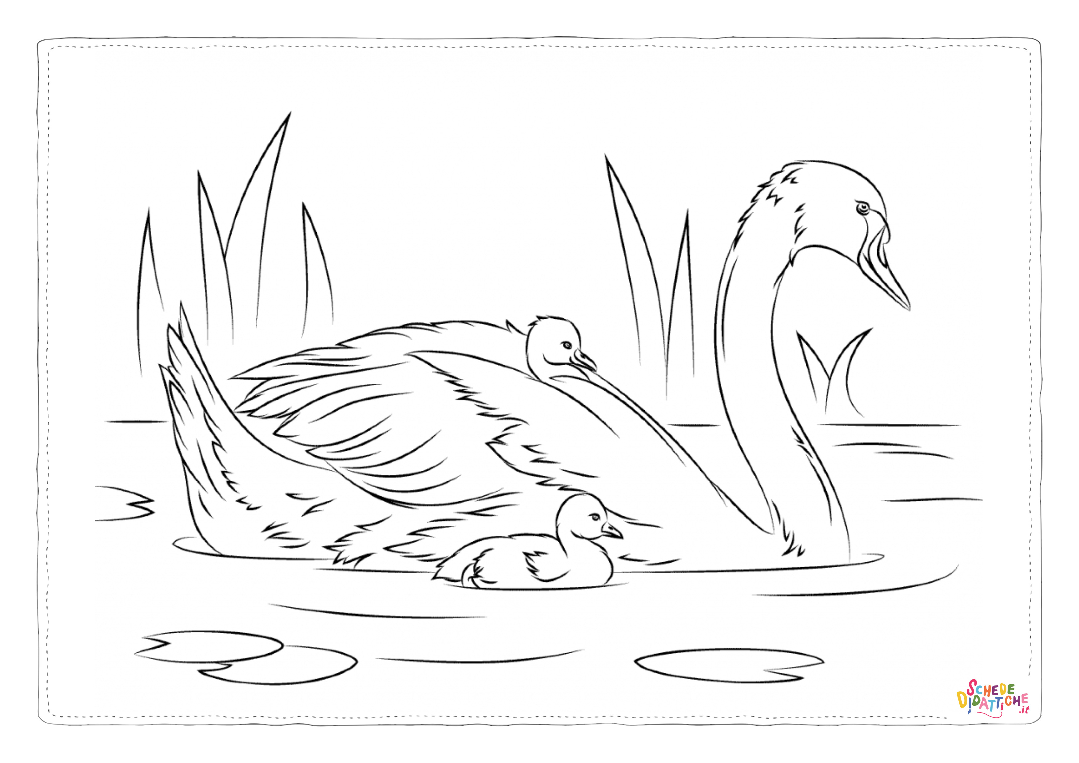 Disegno di cigno da stampare e colorare 4