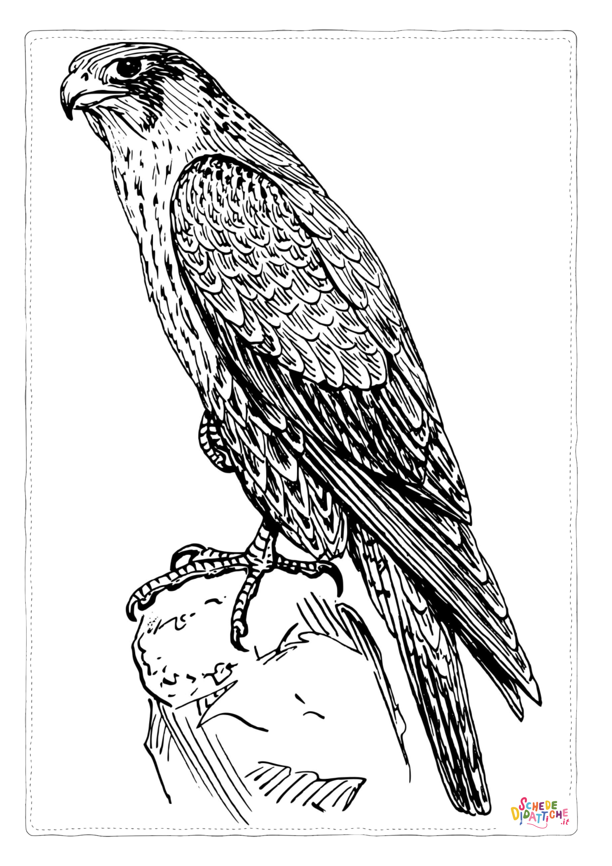 Disegno "Disegno di falco da stampare e colorare 5" Disegno di falco da stampare e colorare 5